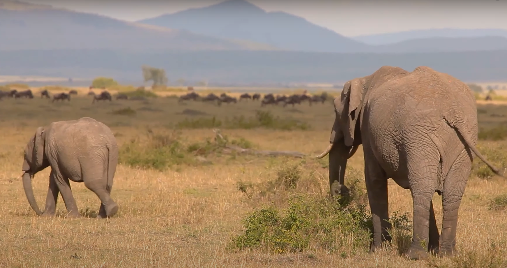 Tsavo West Wildlife Safaris | Tsavo National Park( East and West)