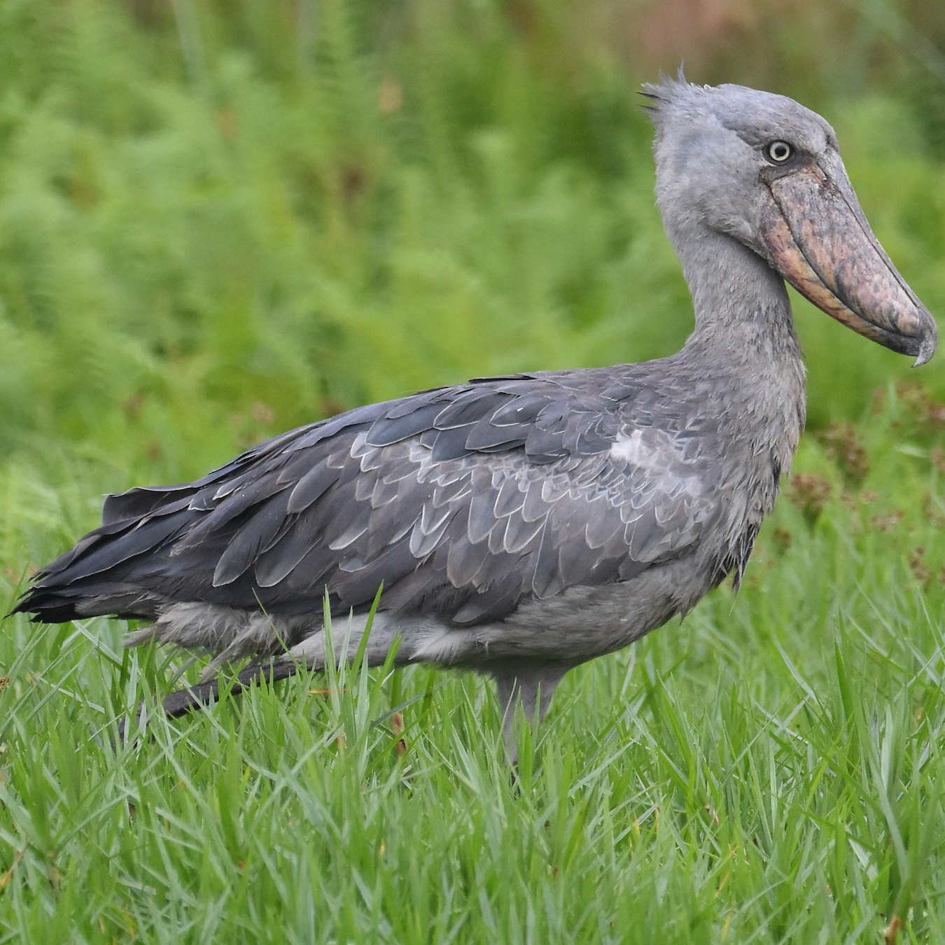 Shoebill Stork Bird Watching Tour_Mabamba Swamp_Ugandan Birding Wildlife_Mtembezi African Safaris