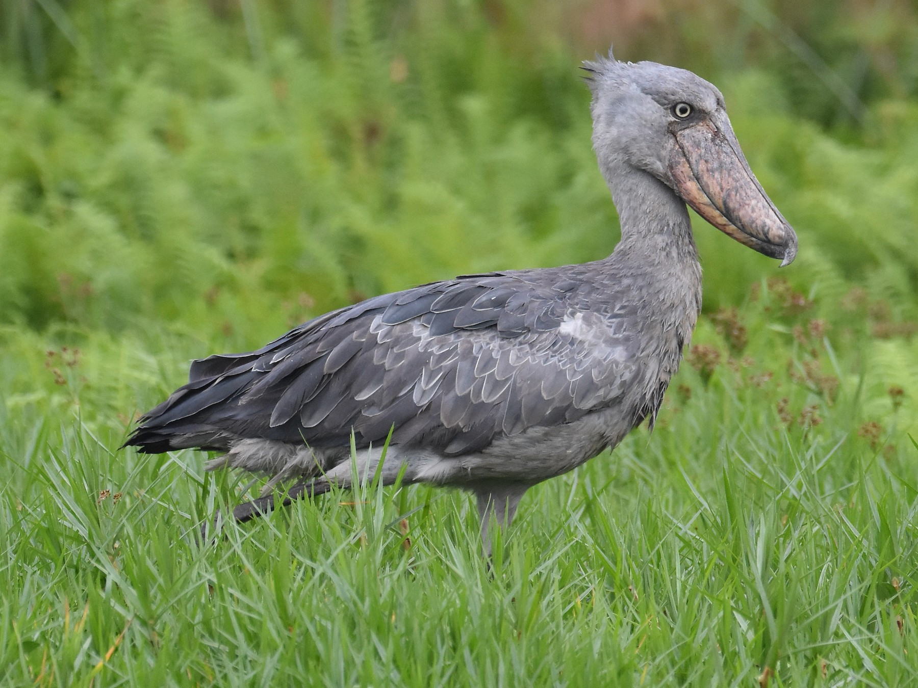 Shoebill Stork Bird Watching Tour at Mabamba Swamp