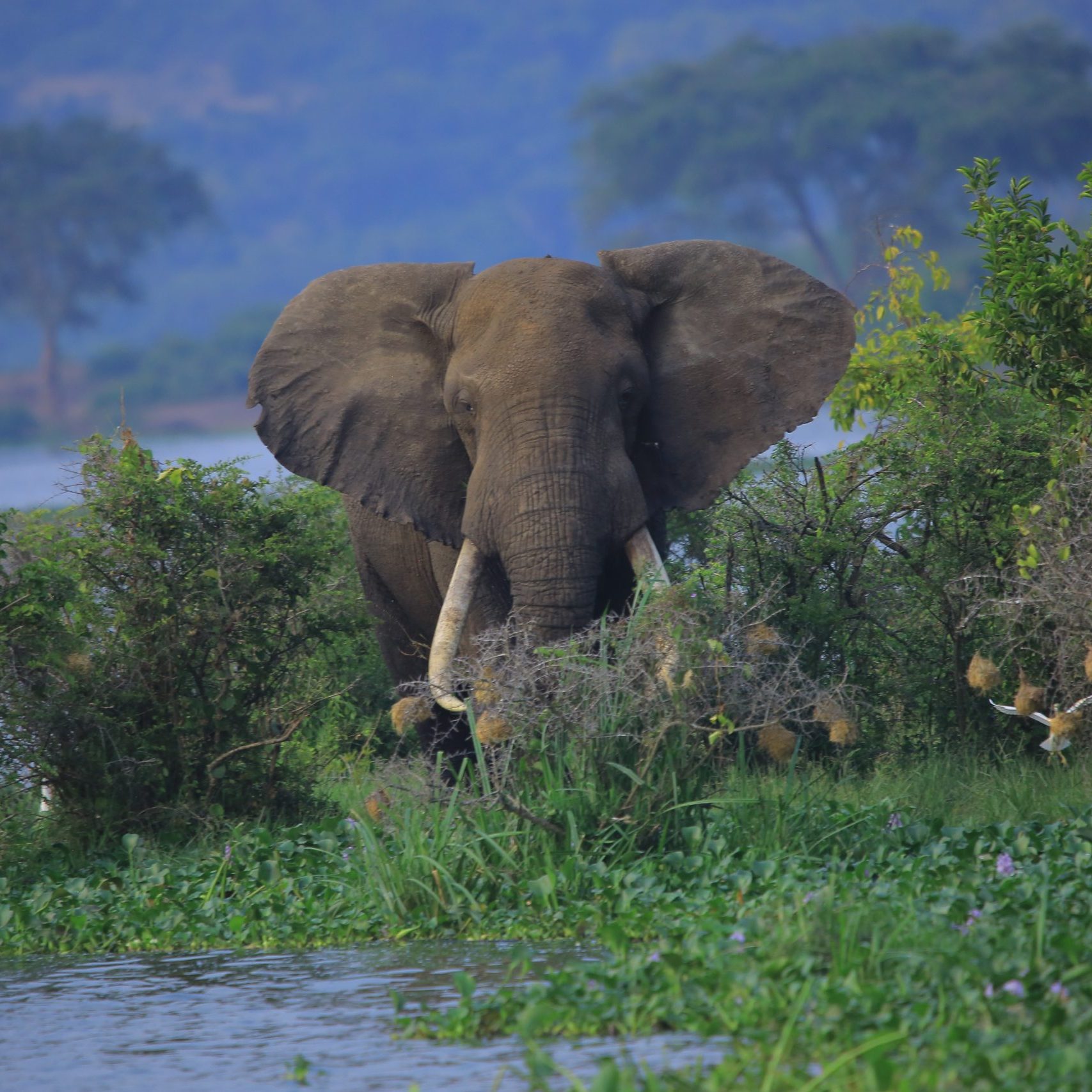 The African Elephant | Uganda Big 5