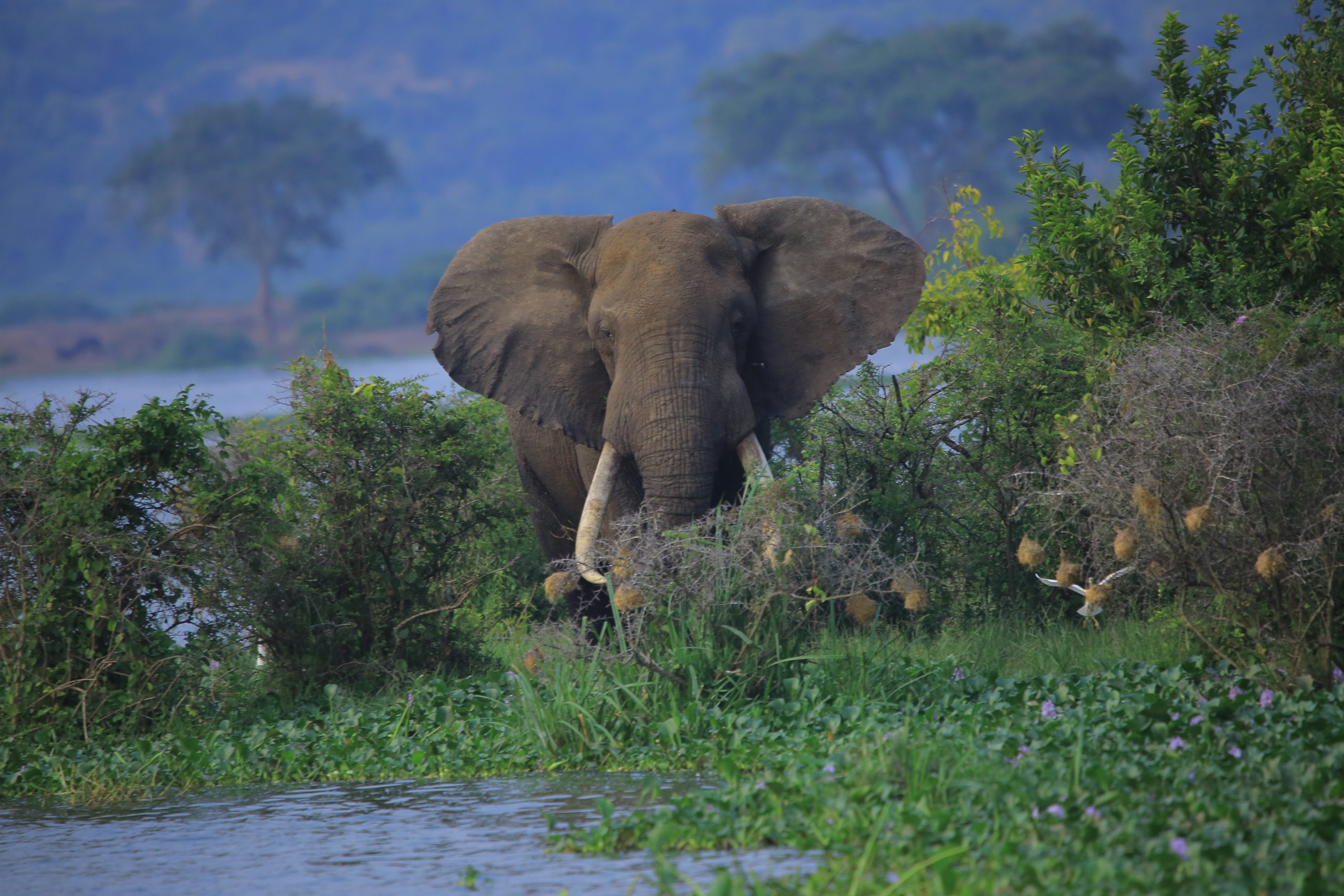 The African Elephant|Uganda Big 5