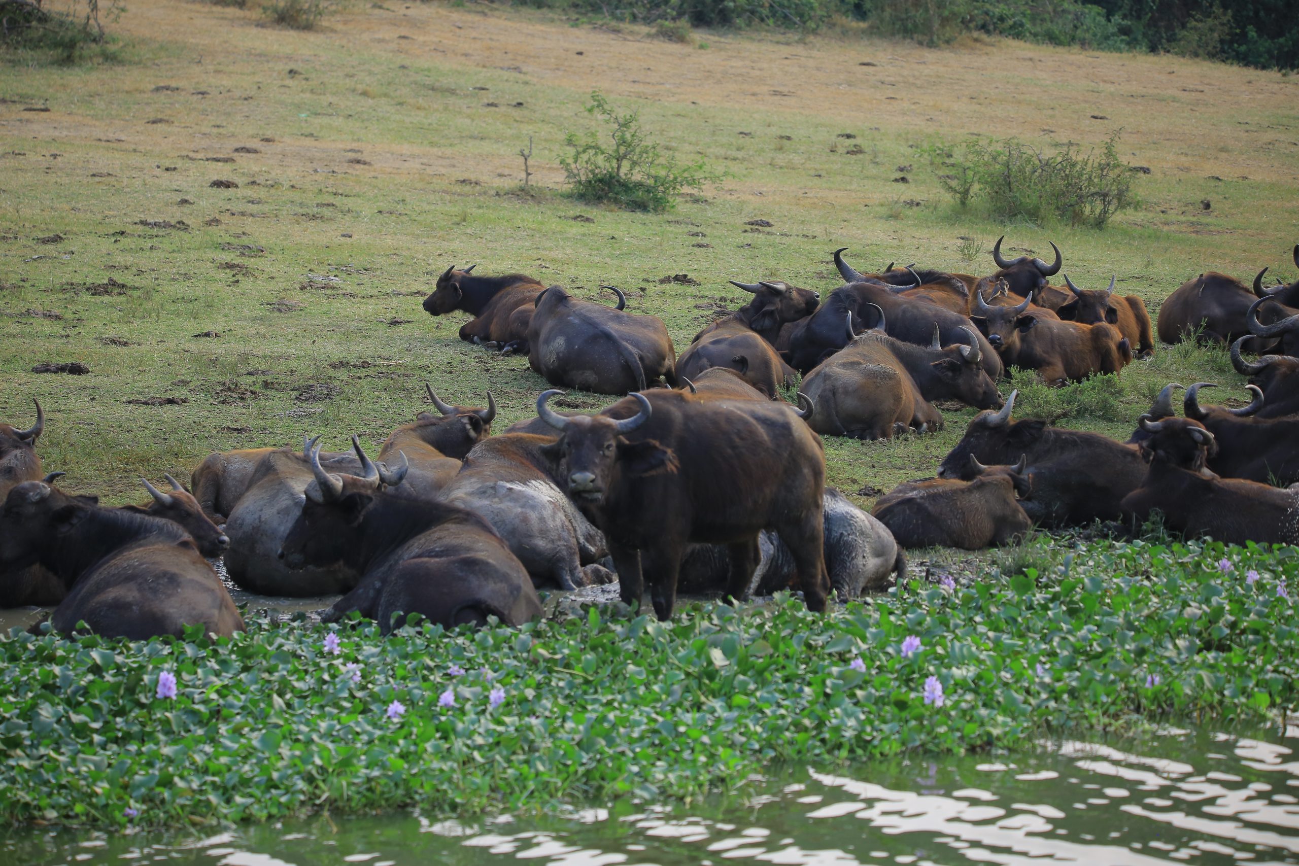 Buffalos|Uganda Big 5