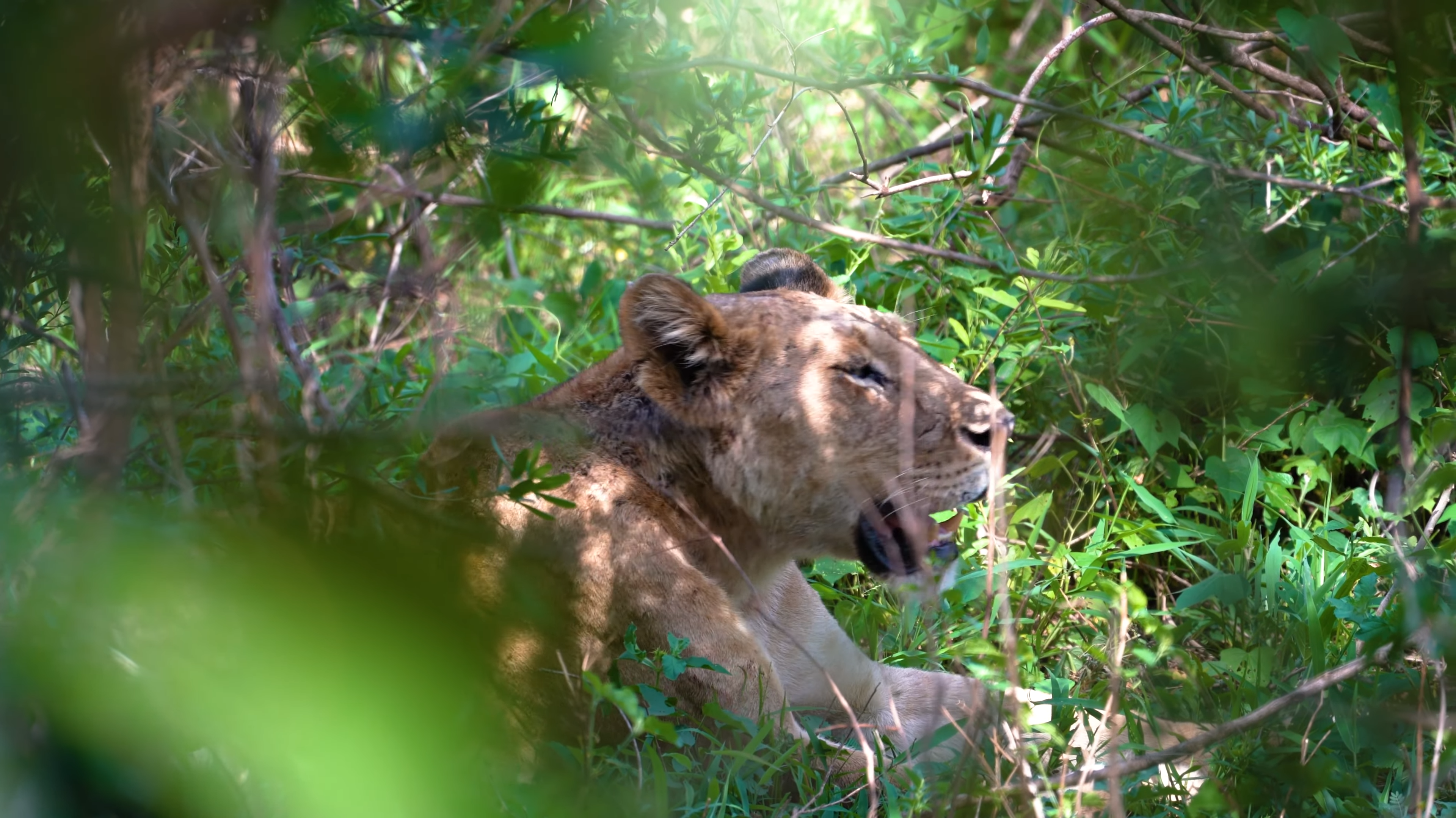 Lake Manyara | Lions