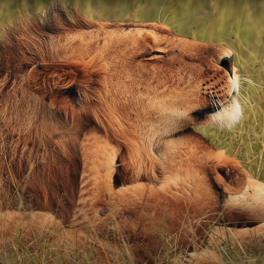 Lion with cub resting in the grassy plains of the Maasai Mara, Kenya, a common sight on affordable safari tours.