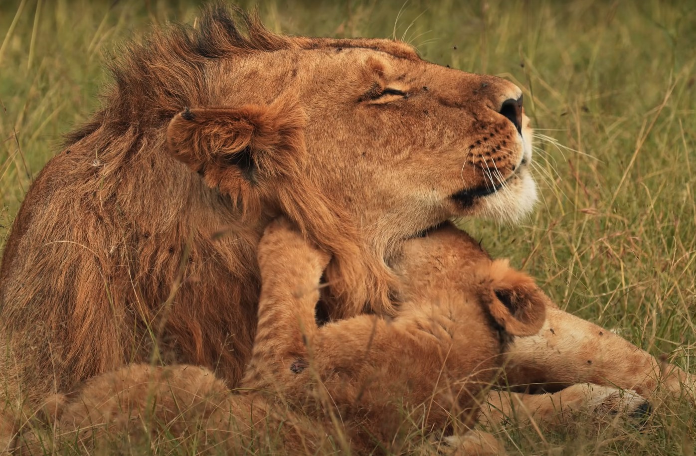 MasaiMara|Lion safaris