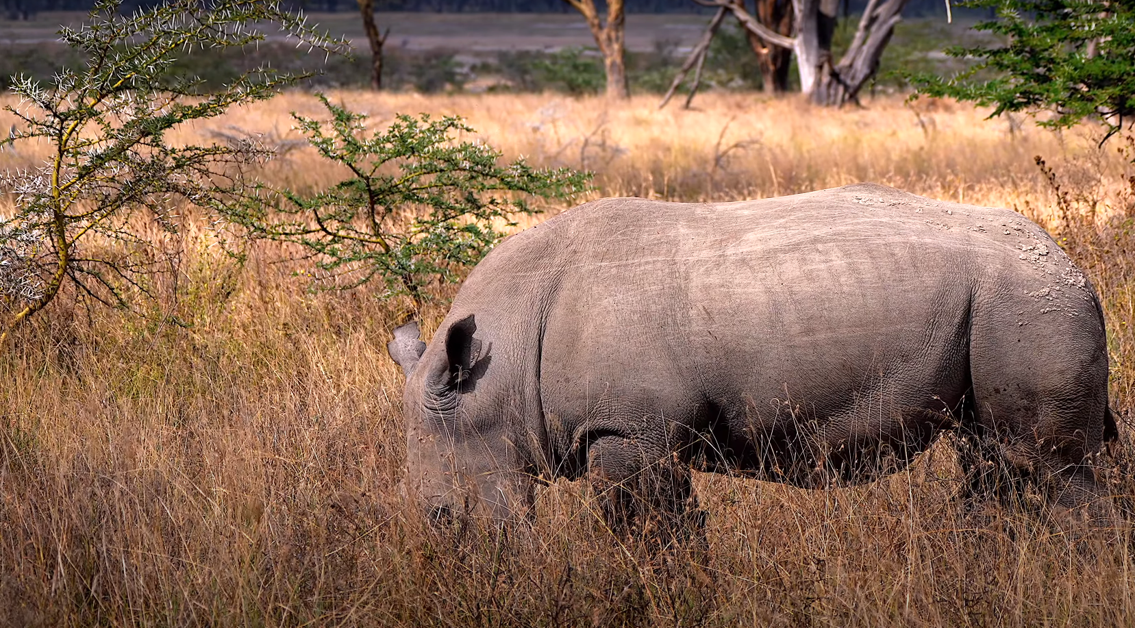 Rhino Tracking Lake Nakuru | Rwanda Wildlife Safaris