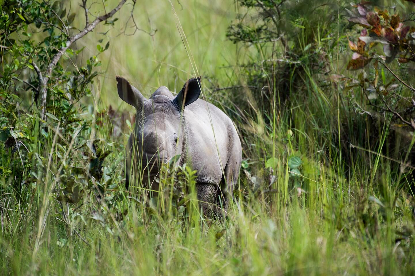 Rhino Tracking|Uganda Big 5