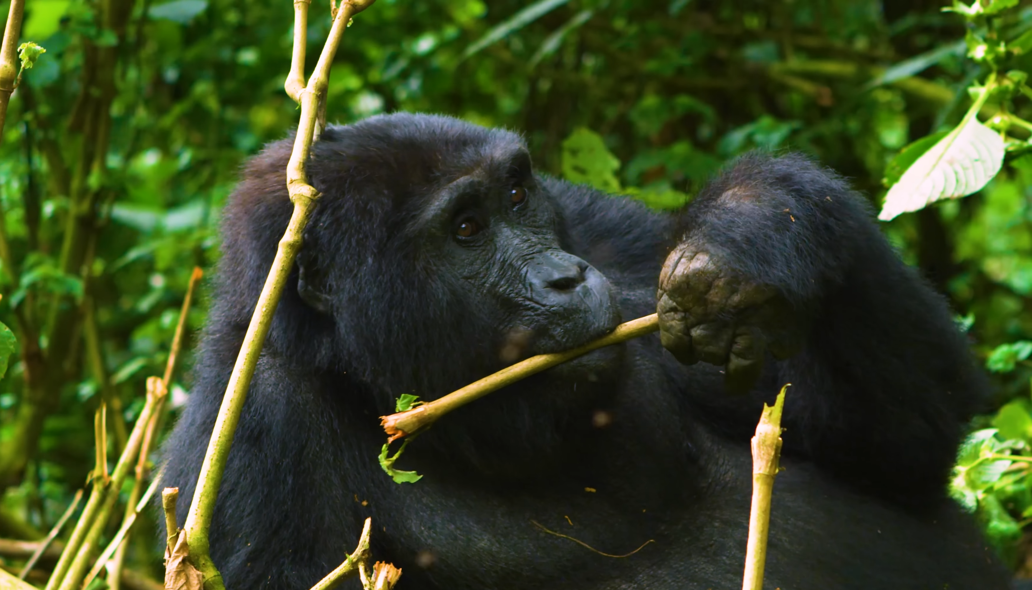 Mountain Gorillas | Bwindi Impenetrable National Park|3 Day Affordable Gorillas