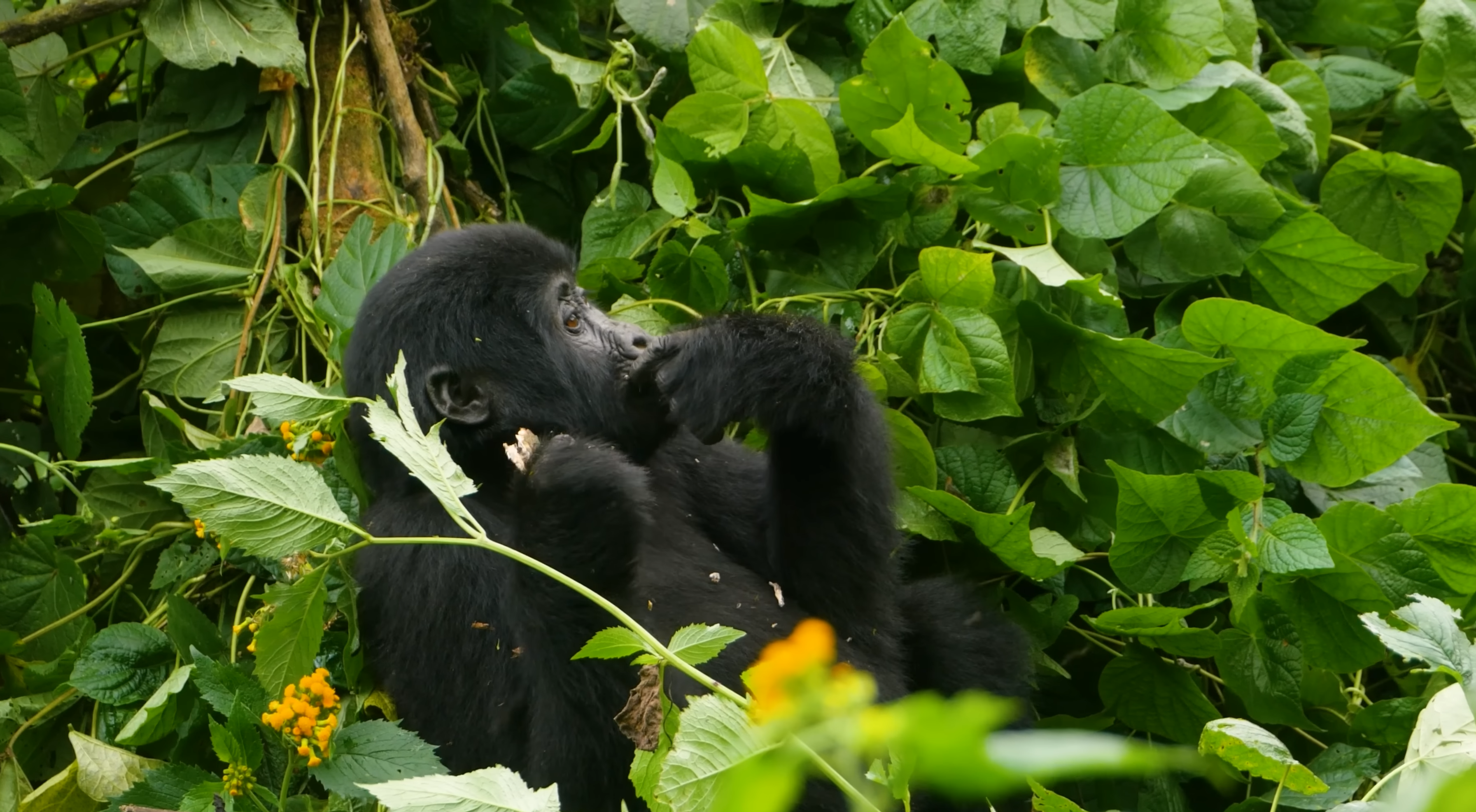 Gorillas Bwindi_Impenetrable_National_Park