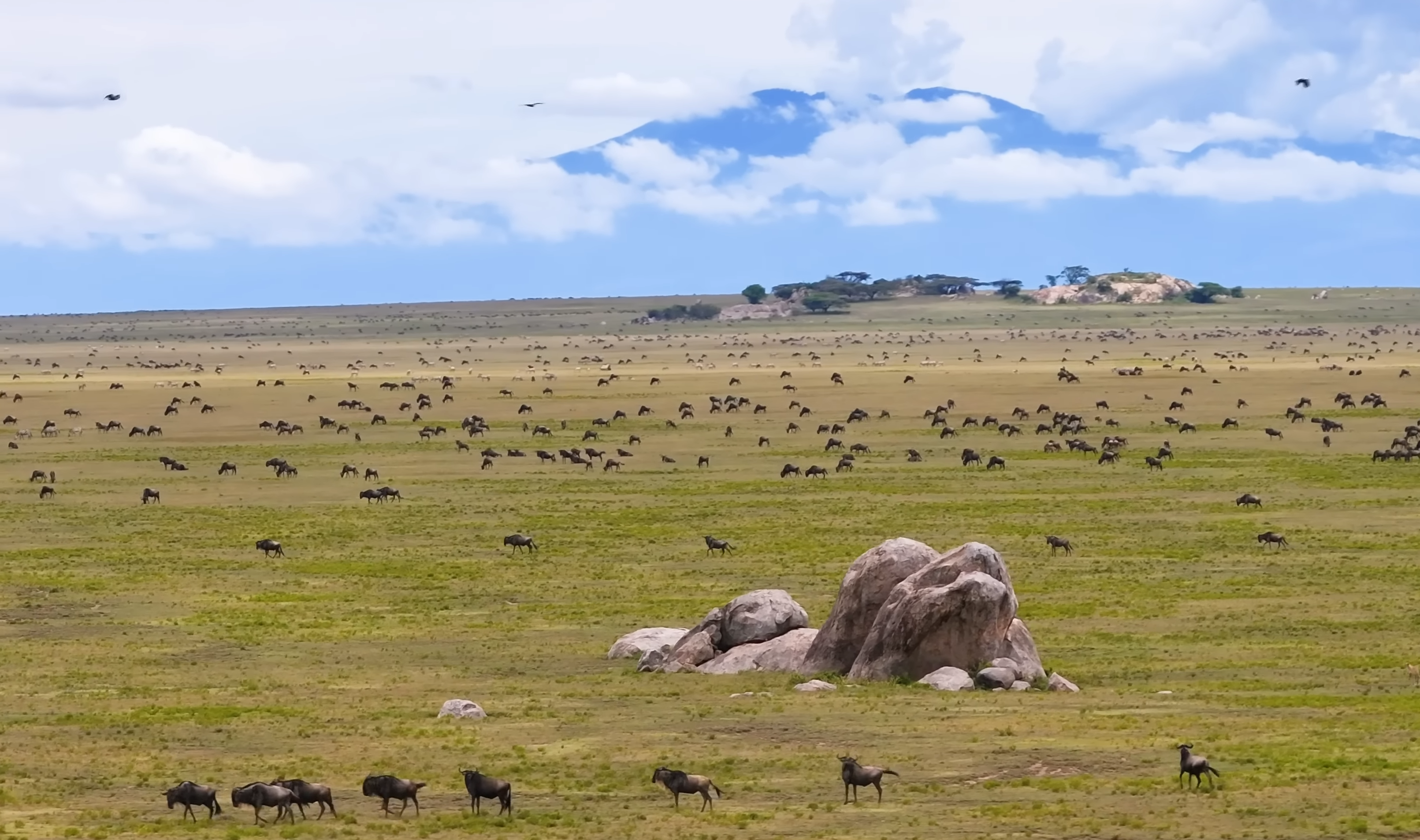 Serengeti national Park|Great Migration