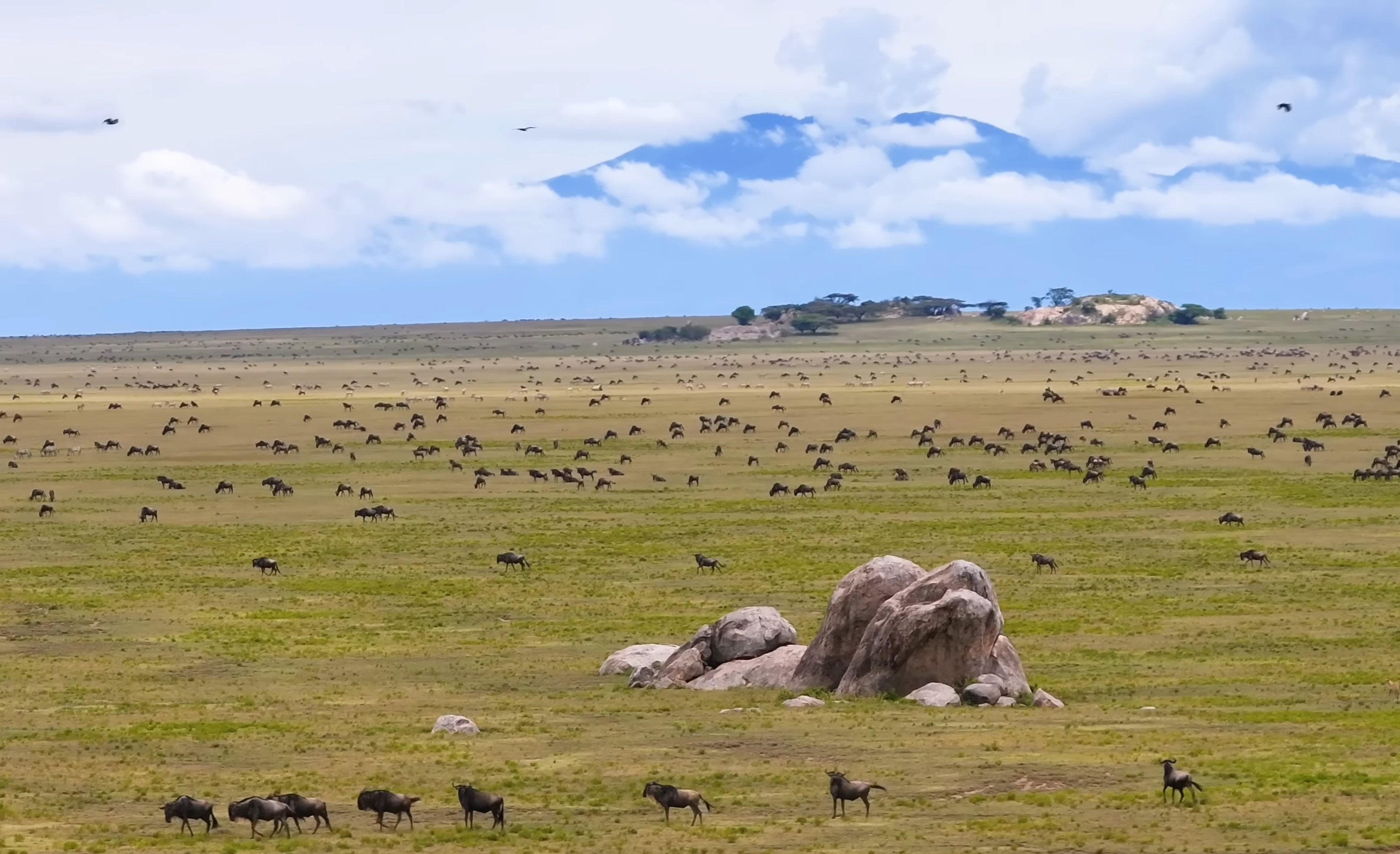 Serengeti national Park|Great Migration