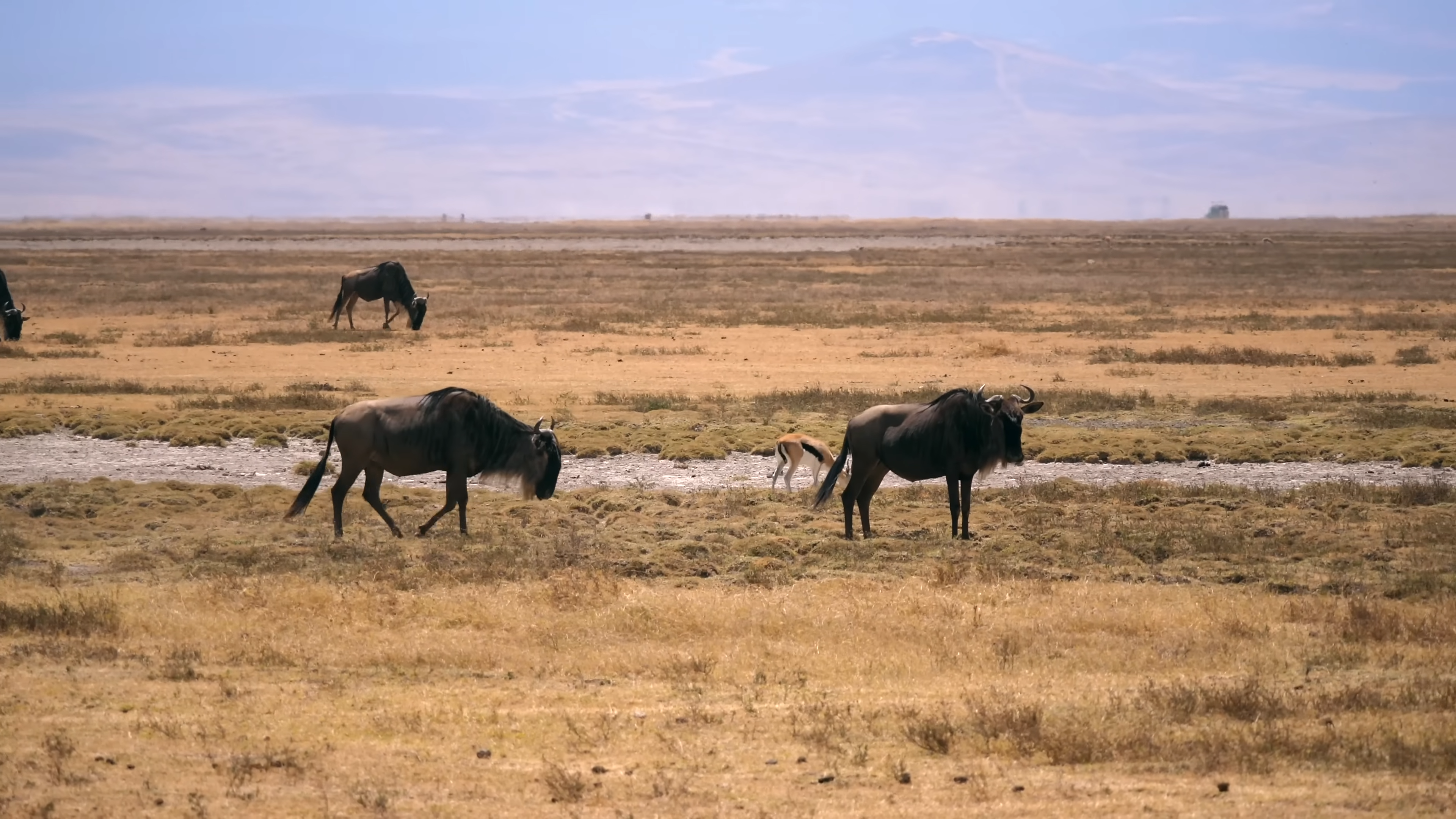 Wildbeest Migration|Lake Manyara National park