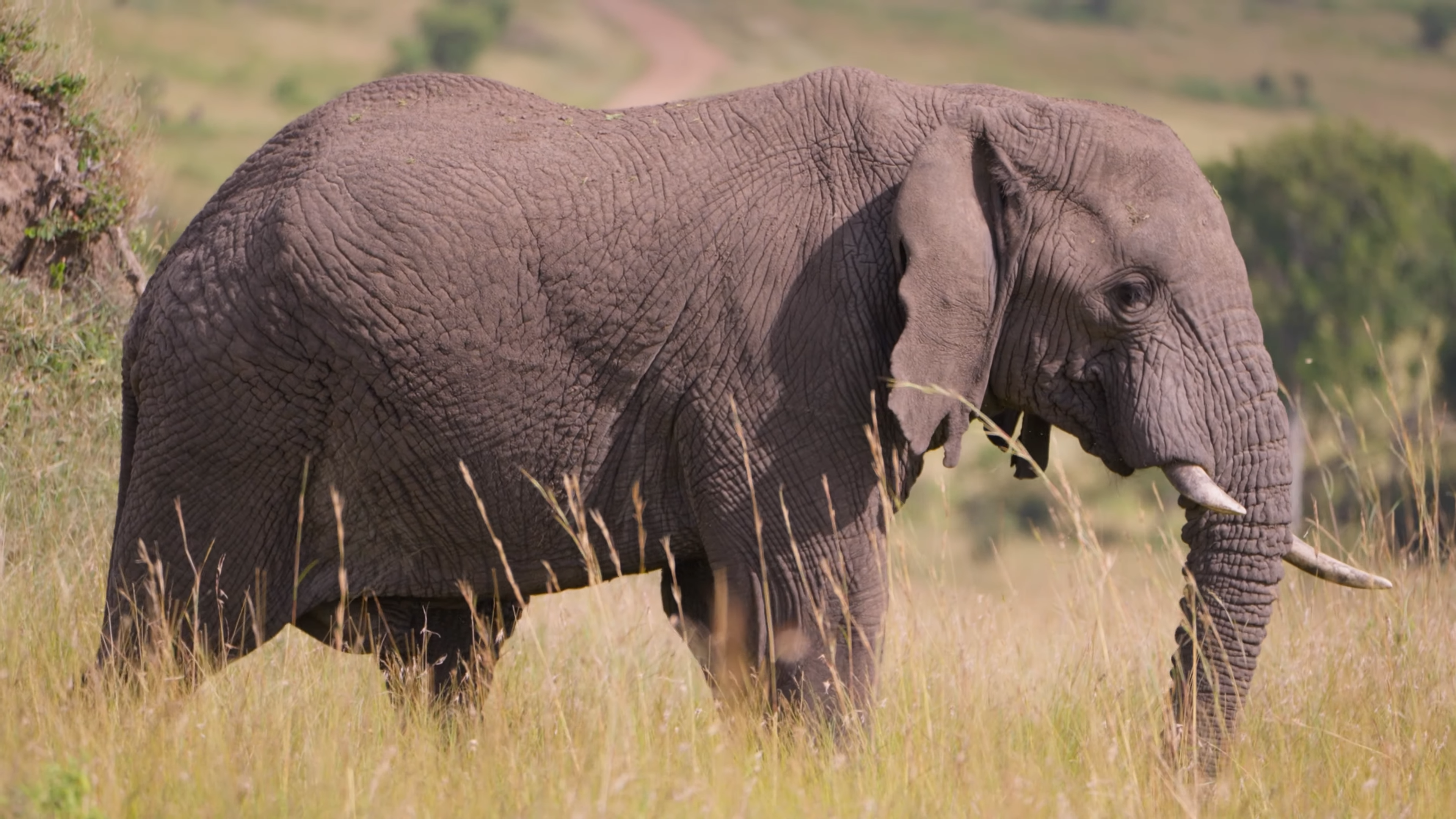 Uganda's Best Safaris|Game Drive|Lake Manyara National park