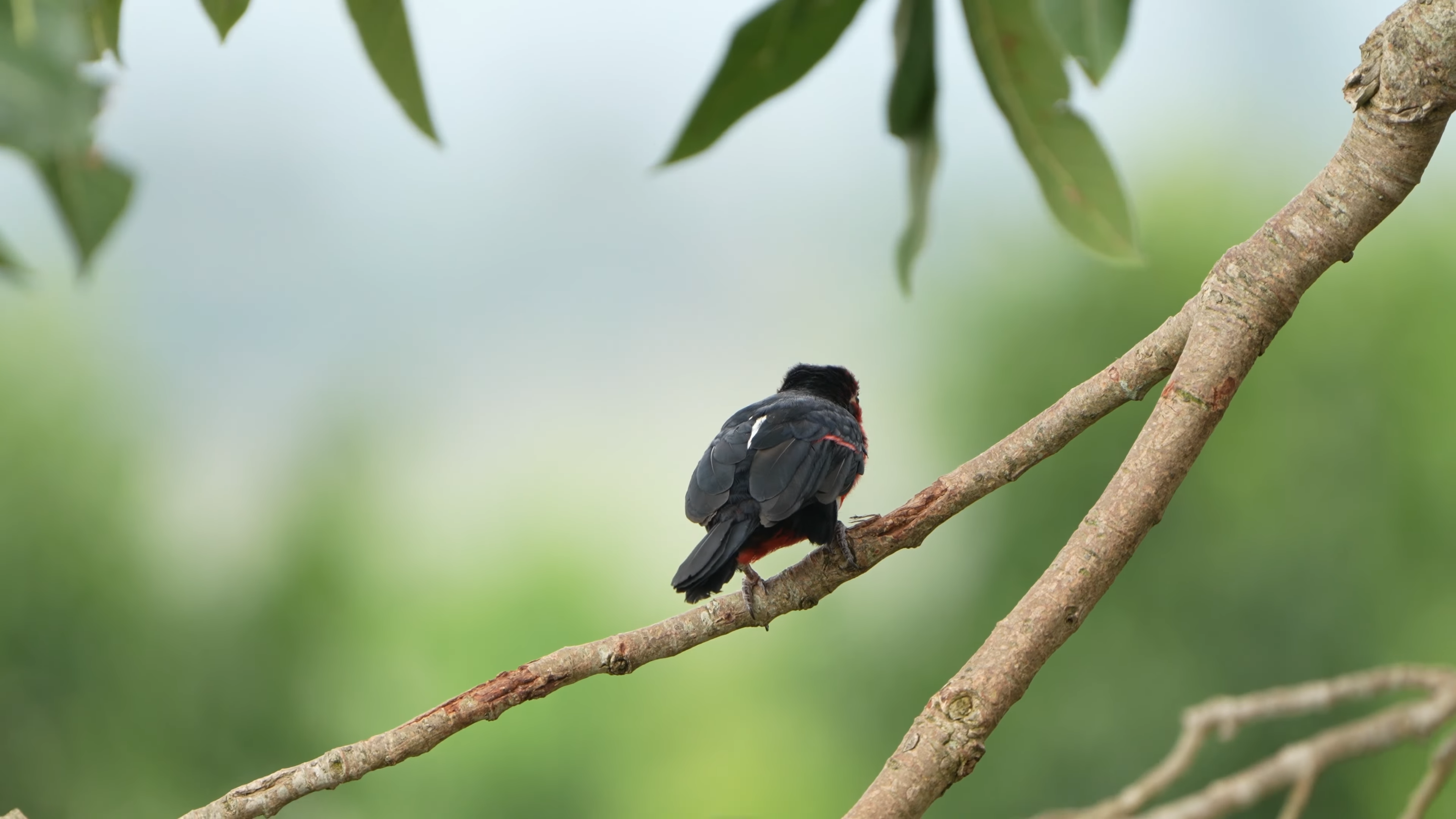 Birding Safaris|Uganda