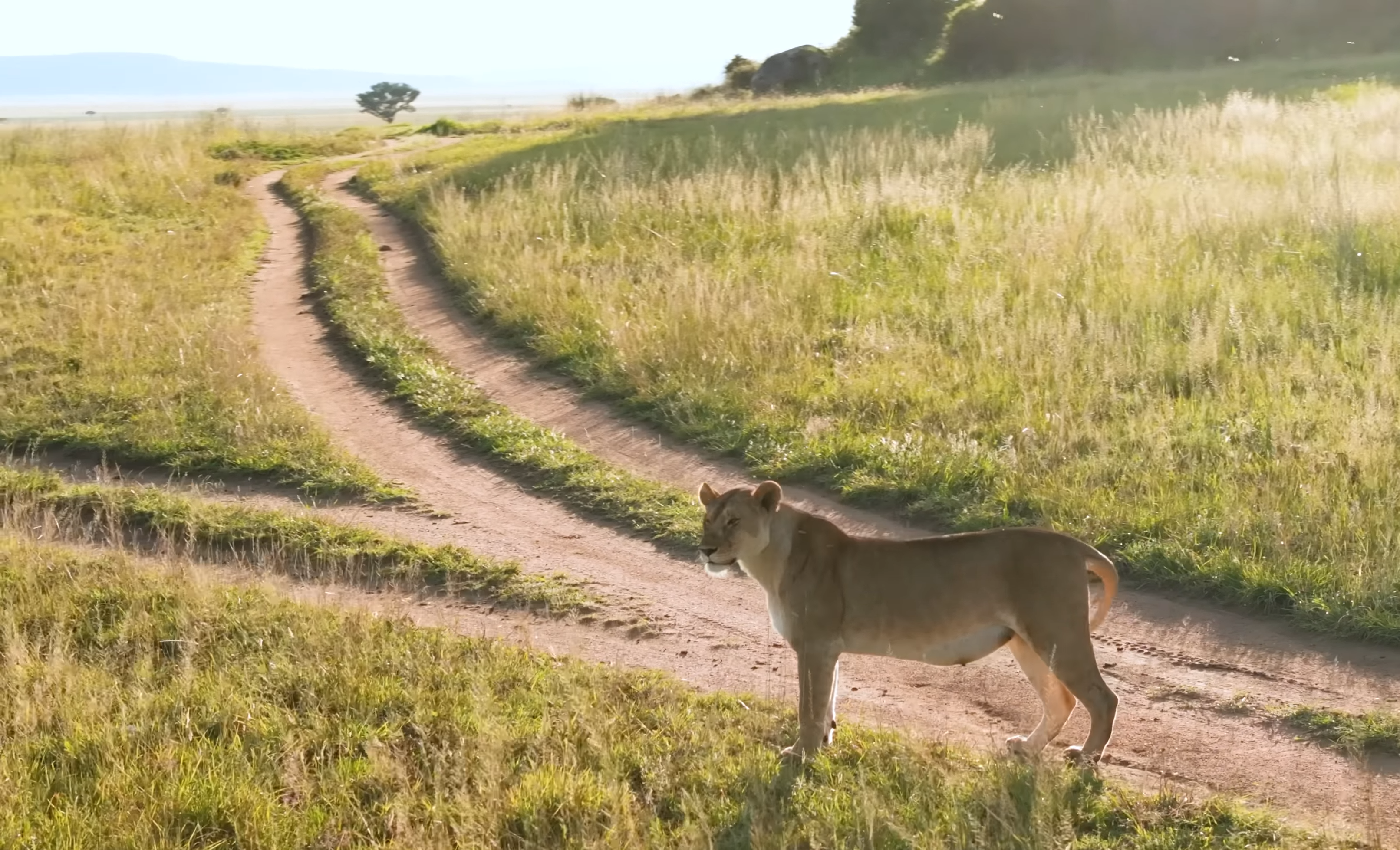 Lion Tracking