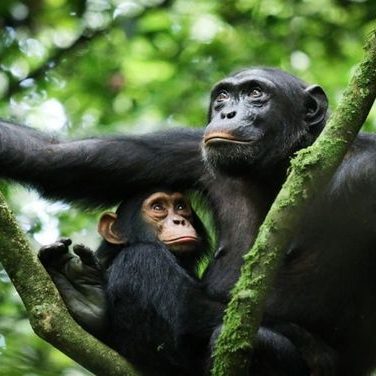 Kibale 3-Day Budget Chimpanzee & Wildlife Safari Tour