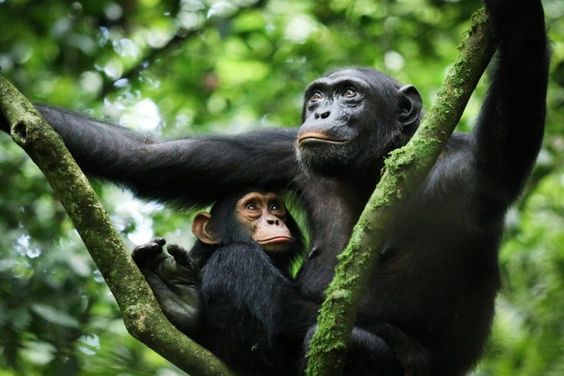 3-Day Budget Chimpanzee Trekking & Wildlife Safari in Uganda