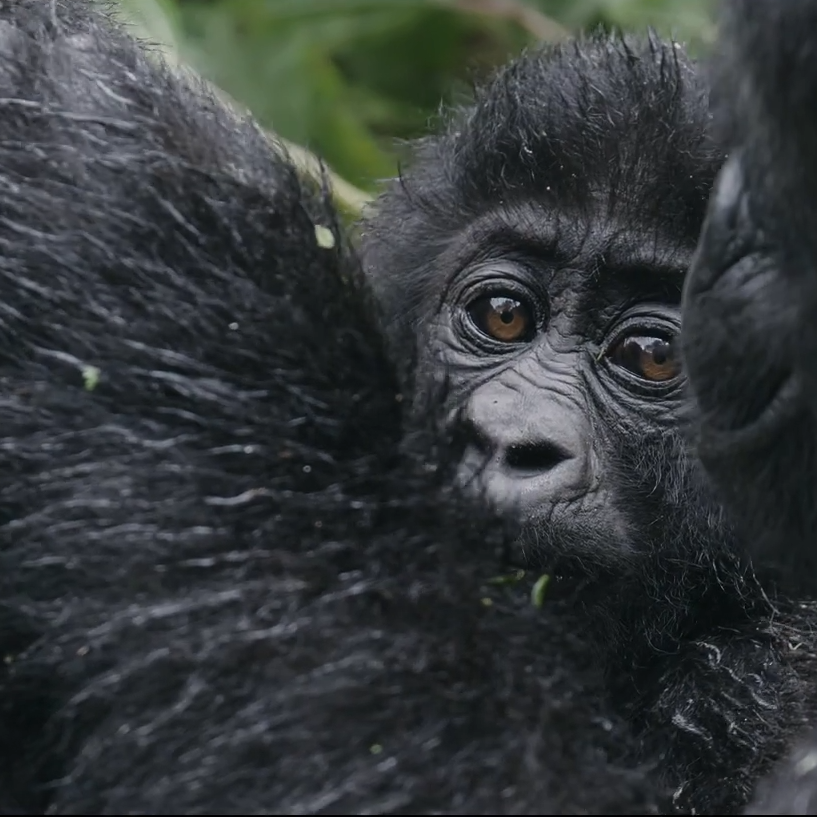 3 Day Congo (DRC) Lowland Gorilla|Kahuzi-Biega National Park