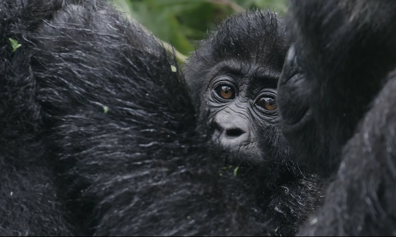 3 Day Congo (DRC) Lowland Gorilla|Kahuzi-Biega National Park