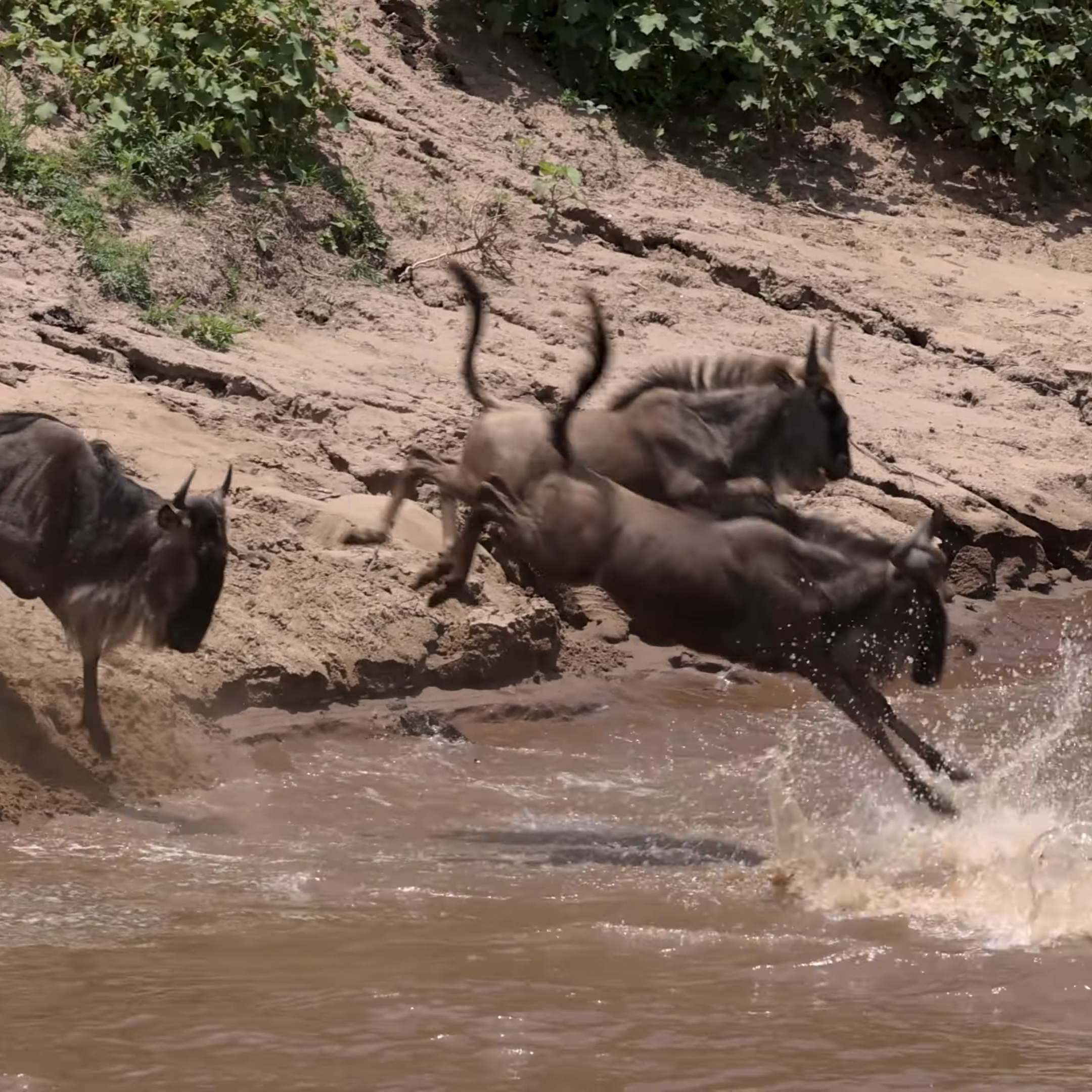 Wildebeest Migration|Great Wildebeest Migration