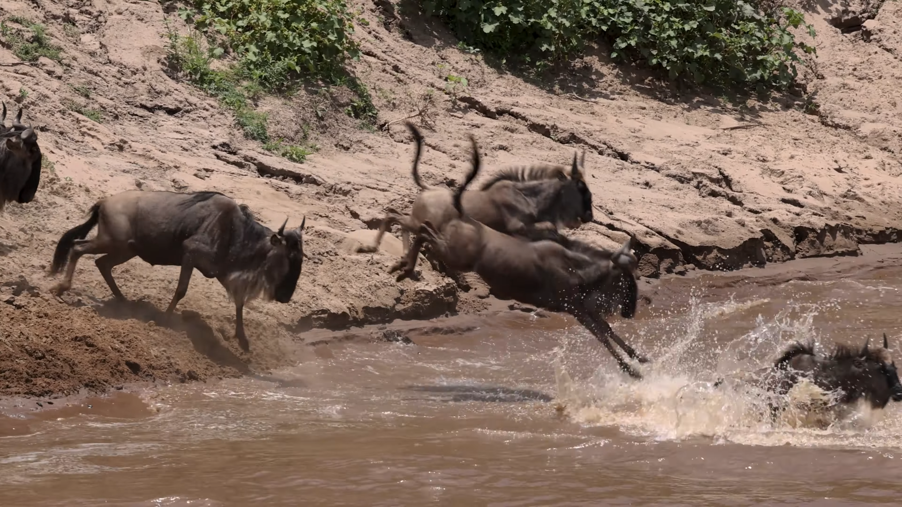 Wildebeest Migration|Great Wildebeest Migration|Budget African Safari