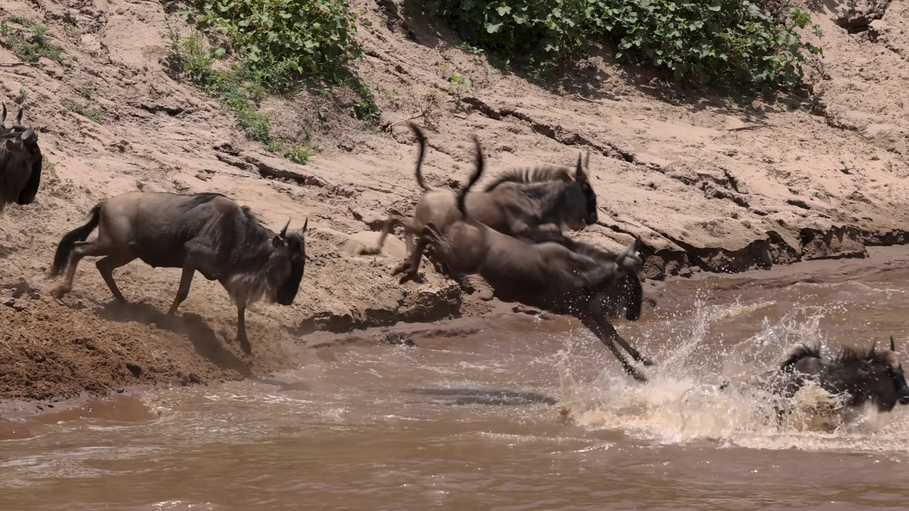 Wildebeest Migration|Great Wildebeest Migration