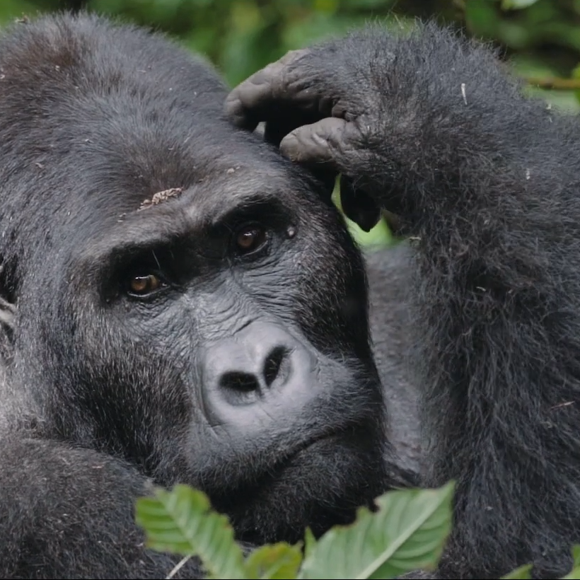 Congo Lowland Gorillas Congo Lowland Gorillas|Volcanoes National Park