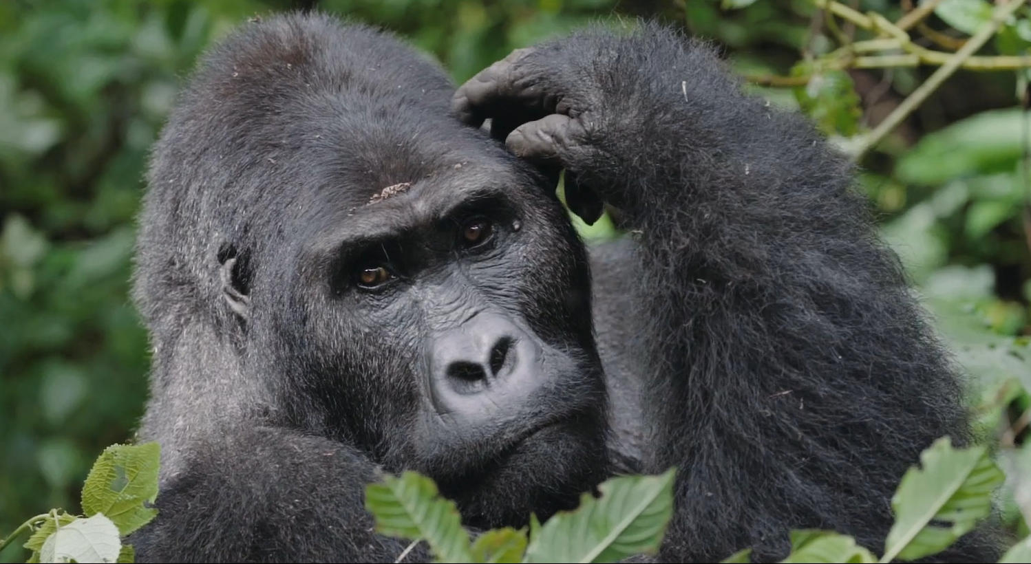 Congo Lowland Gorillas|Volcanoes National Park