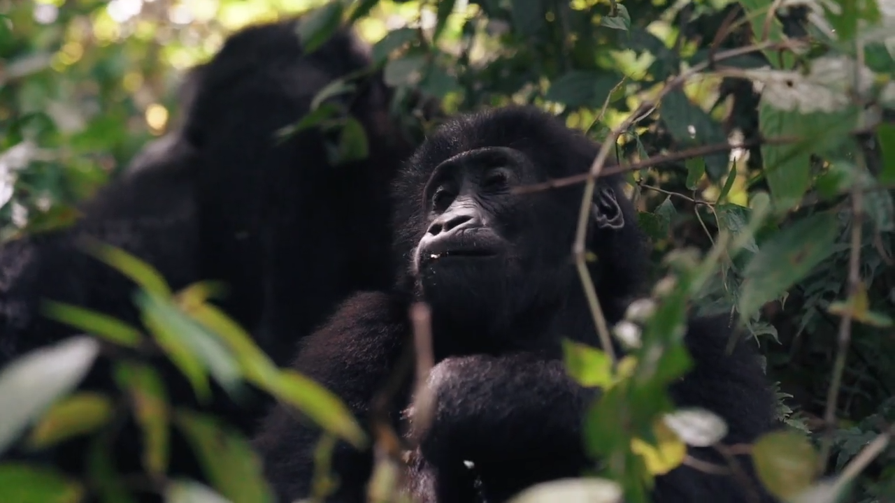 4 Day Congo (DRC) Lowland Gorilla|Kahuzi-Biega National Park