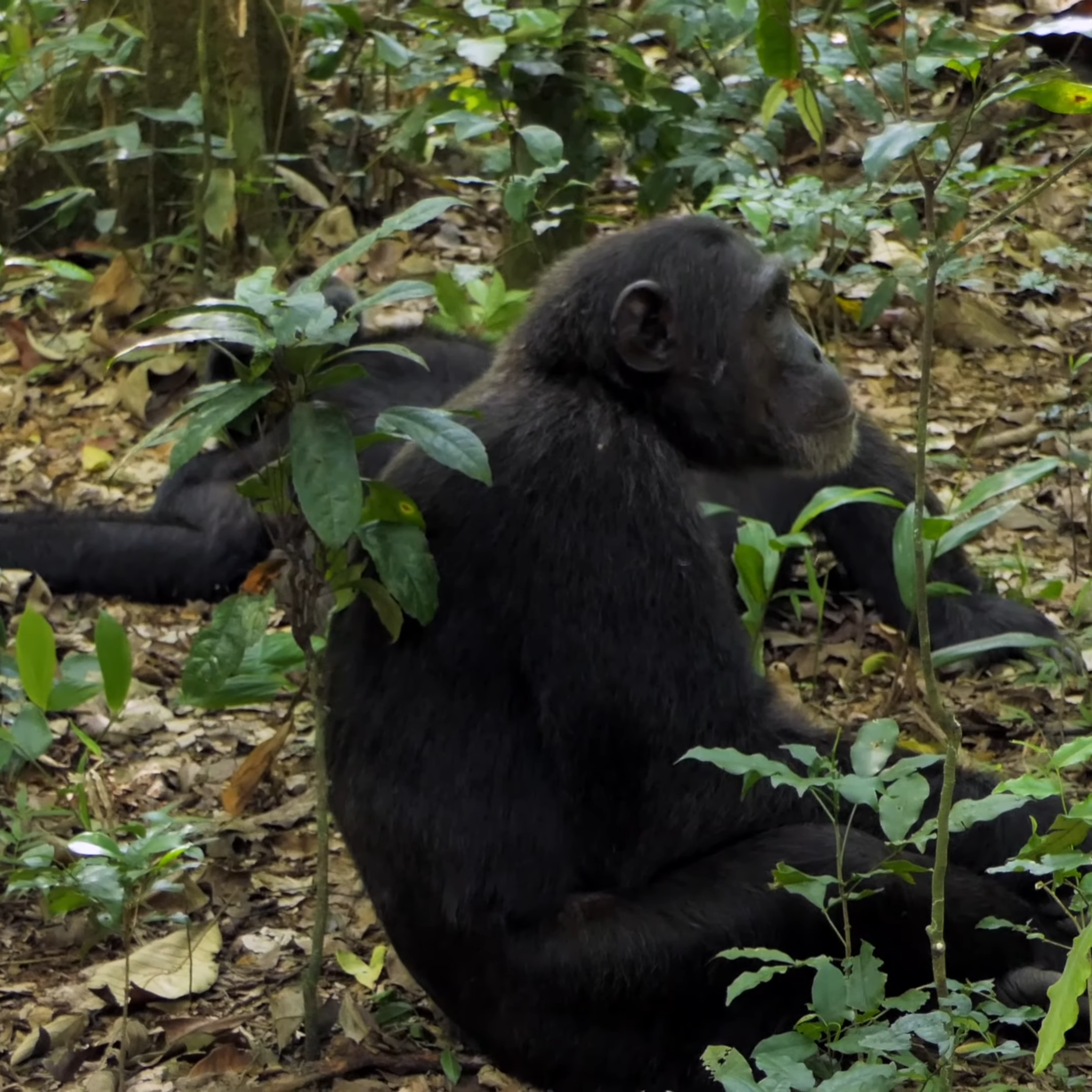 Chimpanzee Tracking | Kibale Forest National Park