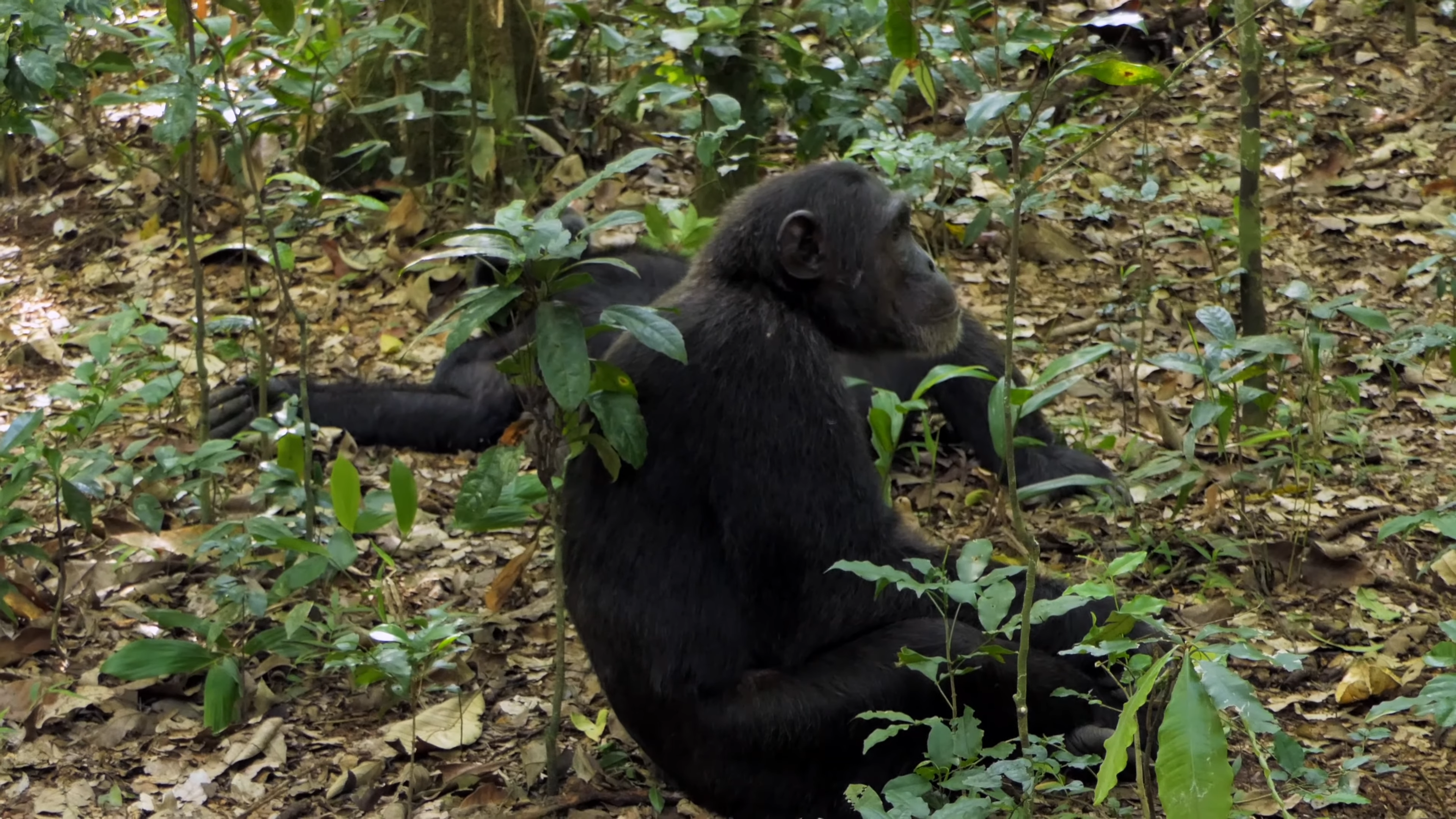 Chimpanzee Tracking | Kibale Forest National Park