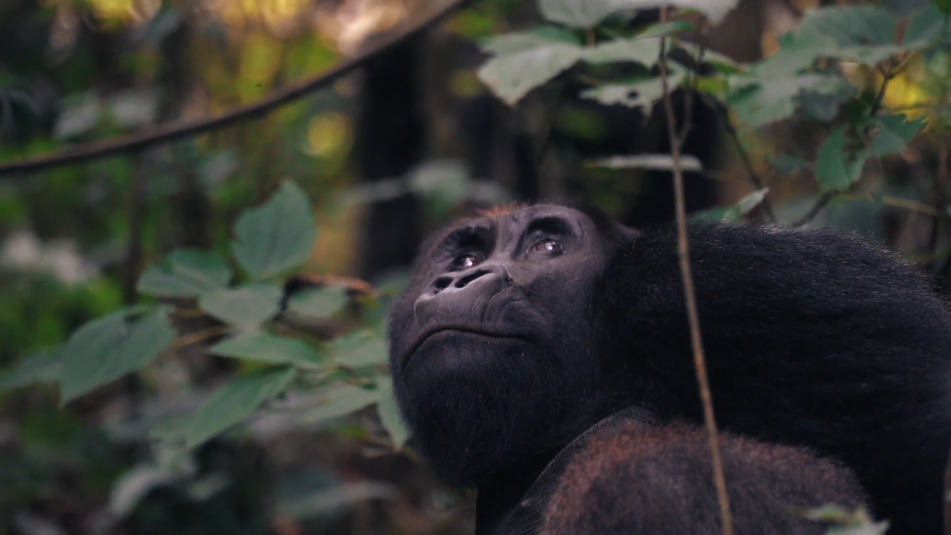 Congo (DRC) Wildlife|5 Day Congo Lowland Gorilla Trek