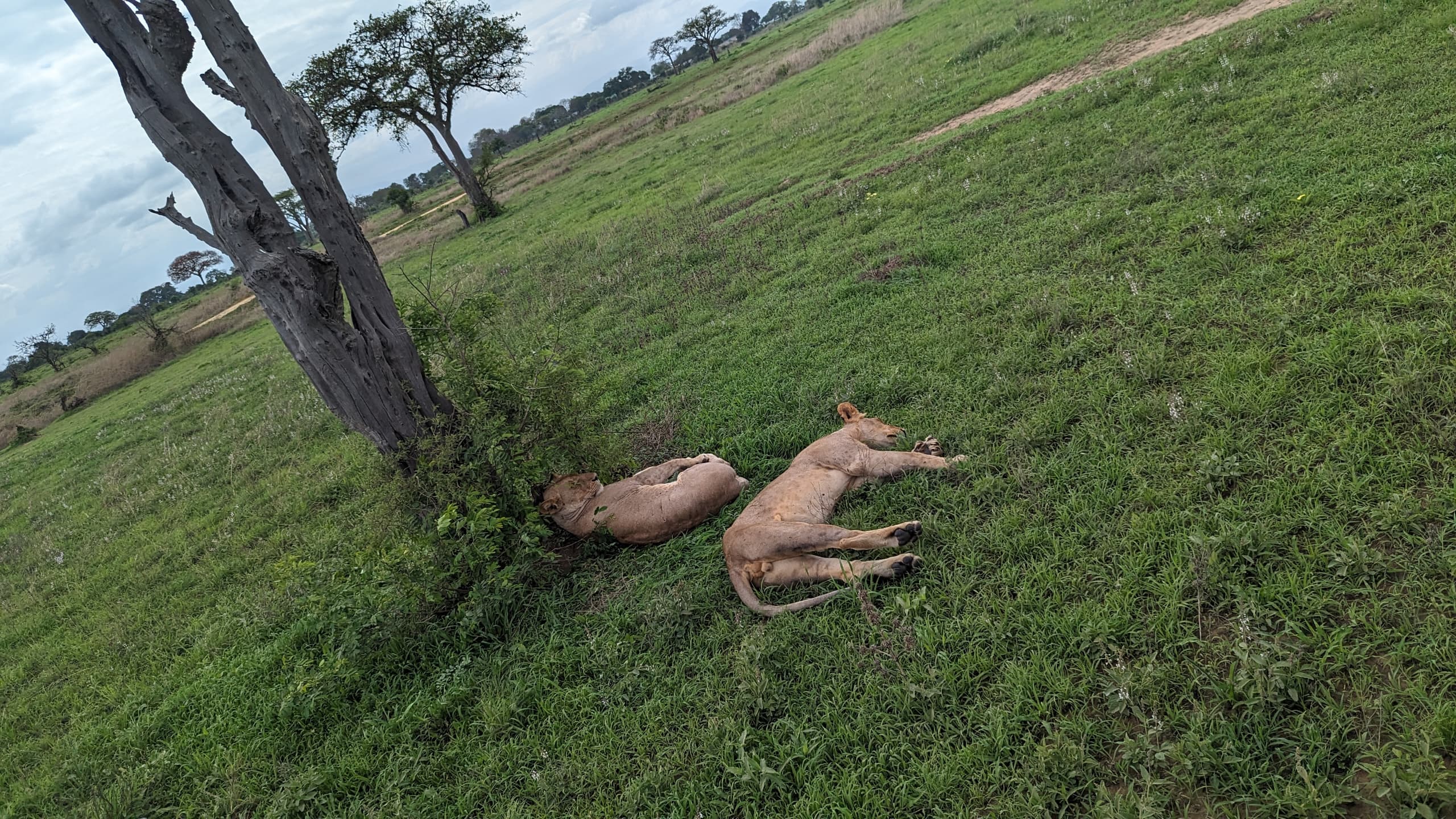 Lion Tracking|4 Day Ruaha National Park Safari