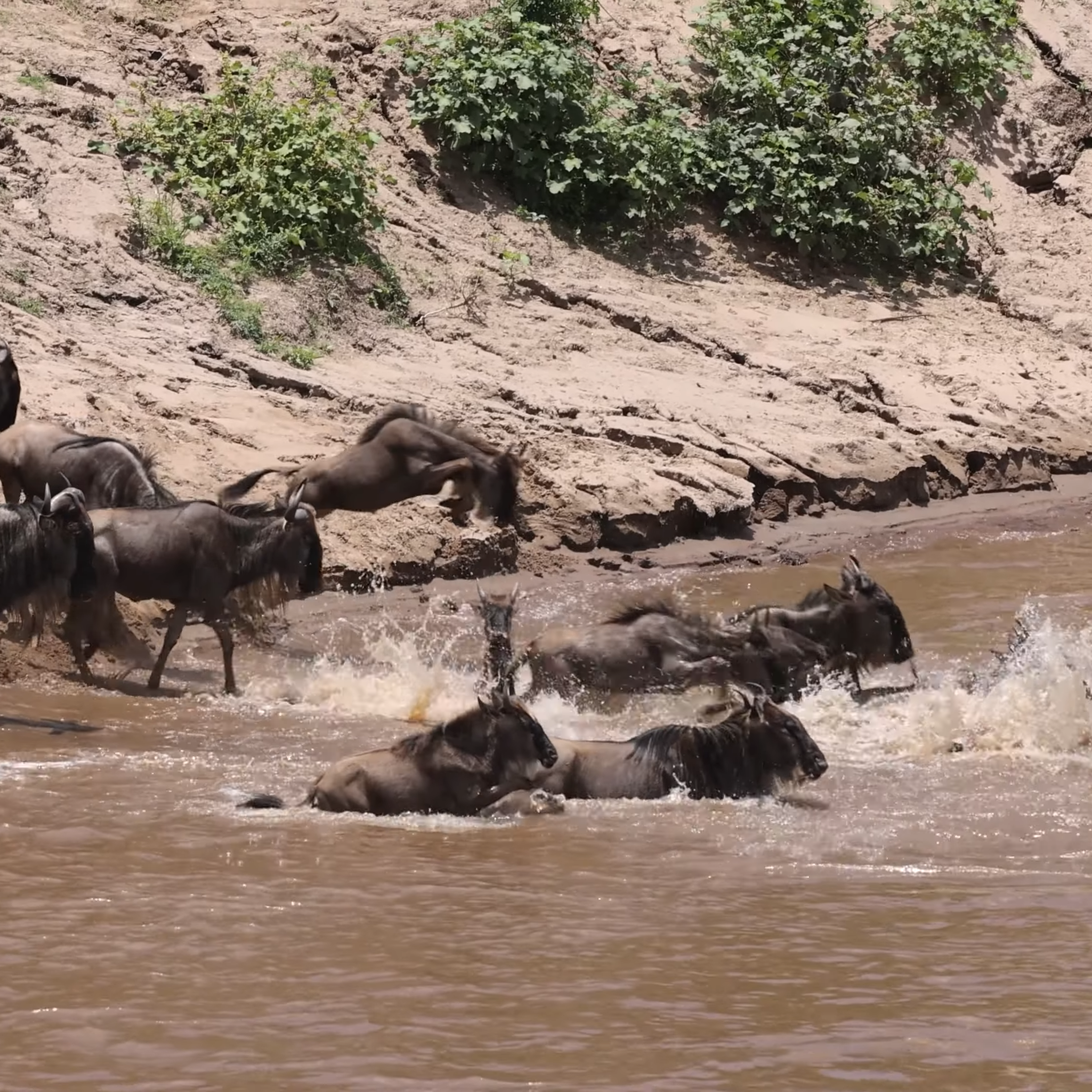 The Wildbest Migration|Affordable Tanzania Safaris and Tours