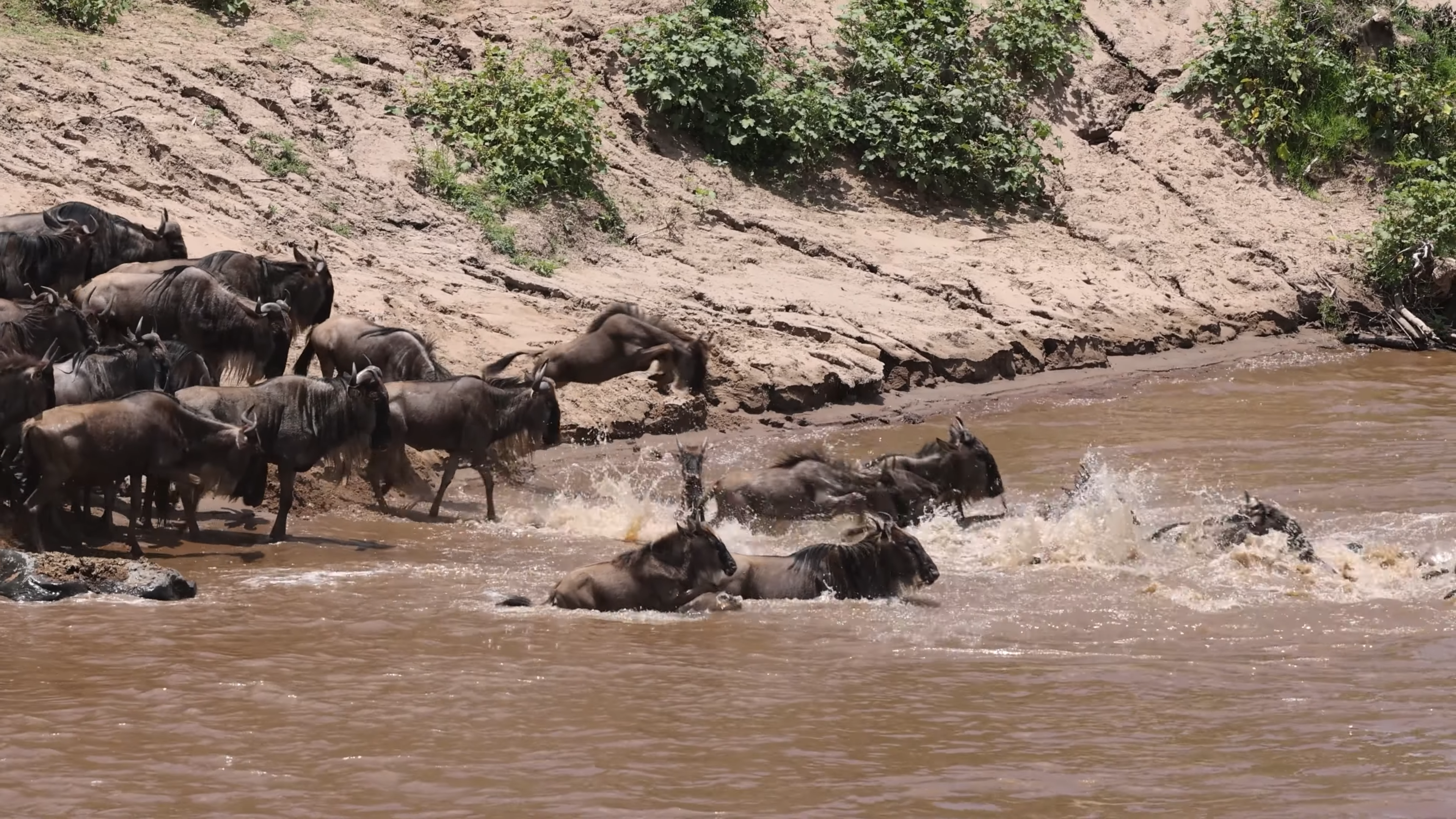 The Wildbest Migration|Affordable Tanzania Safaris and Tours