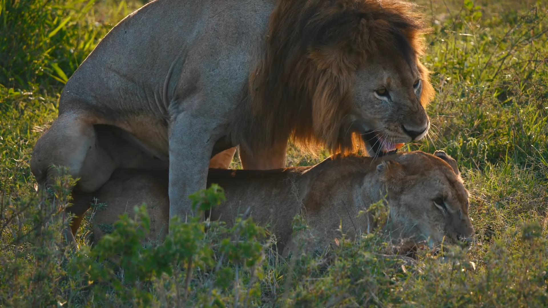 Tanzania Camping and Great Migration Safari