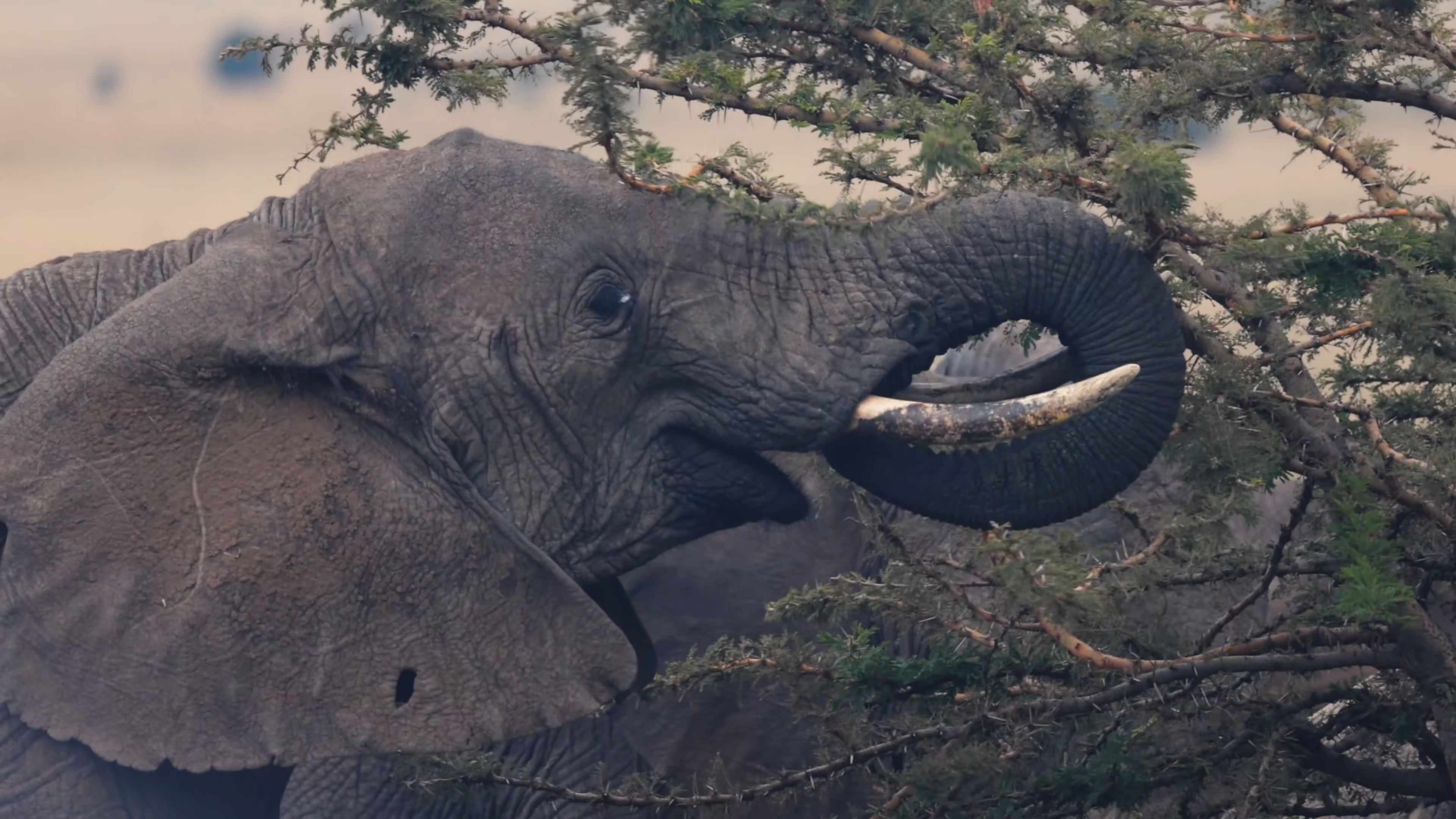 Masai Mara