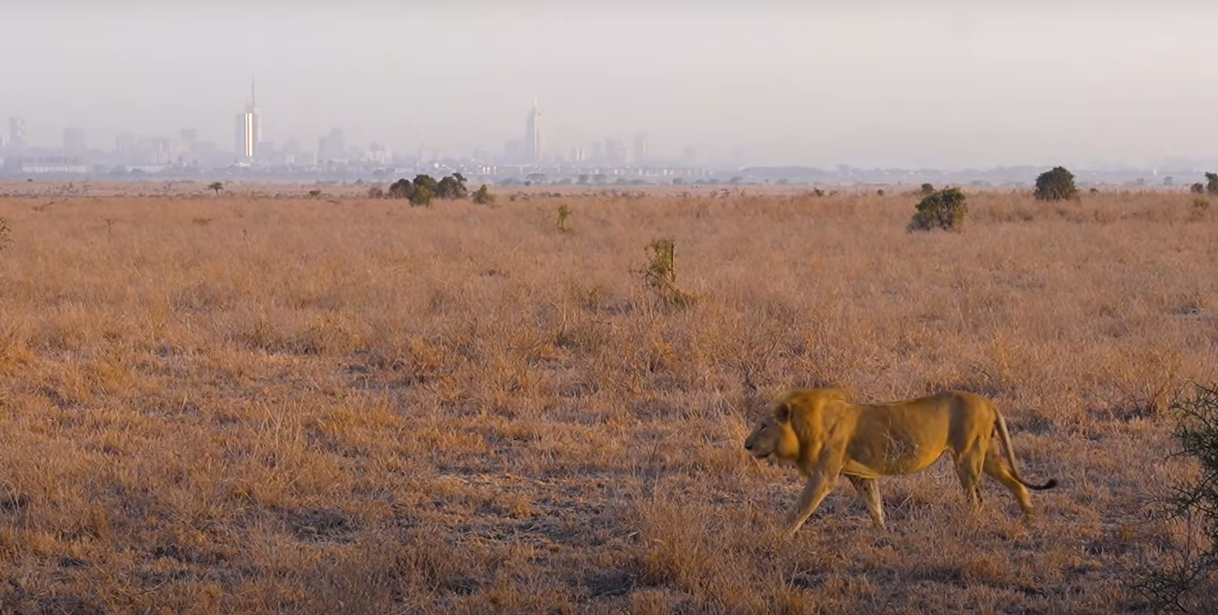 Wildlife Nairobi National Park