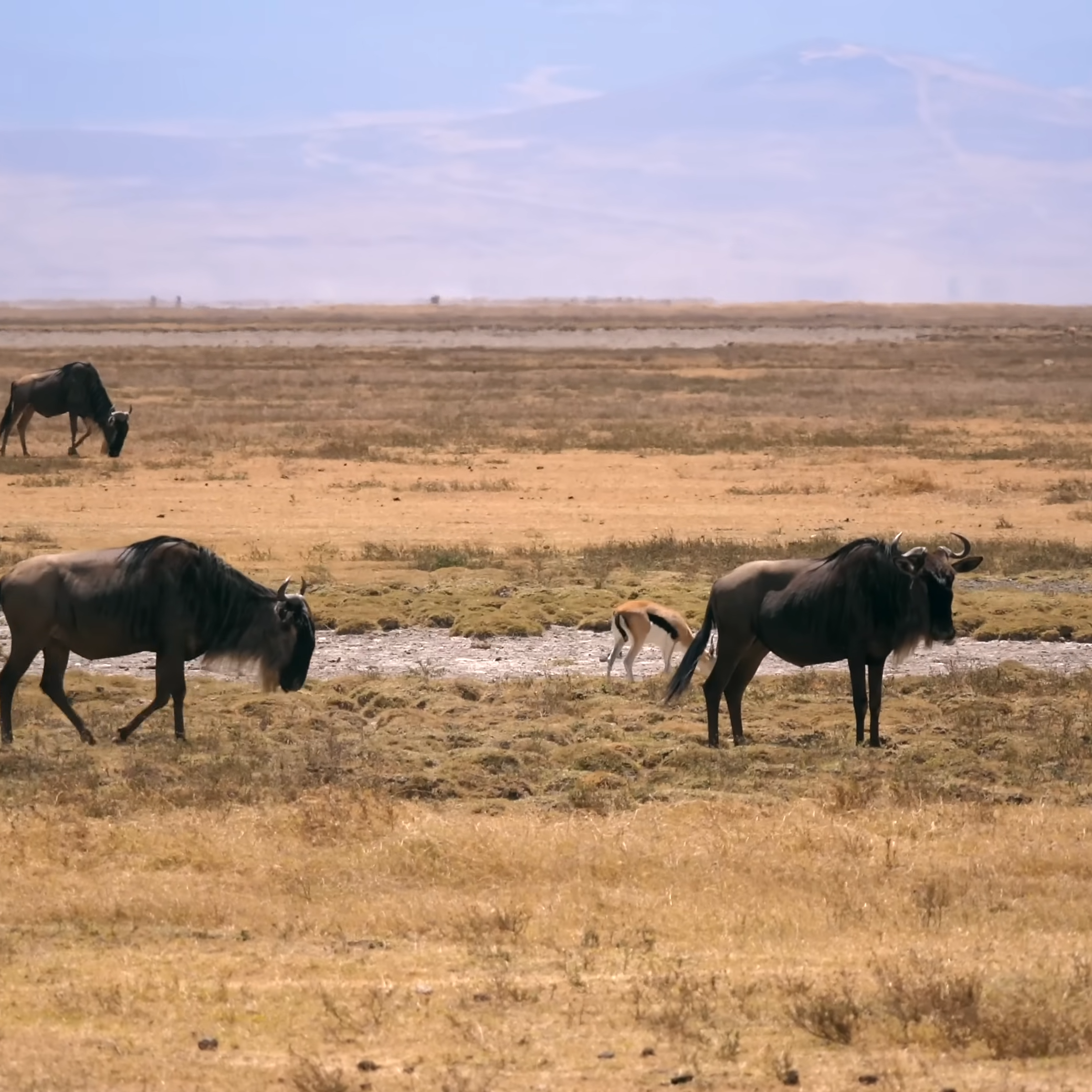 Wildebeest Migratio_Serengeti National Park_Masai Mara Wildebeest Migratio_Serengeti National Park_Masai Mara