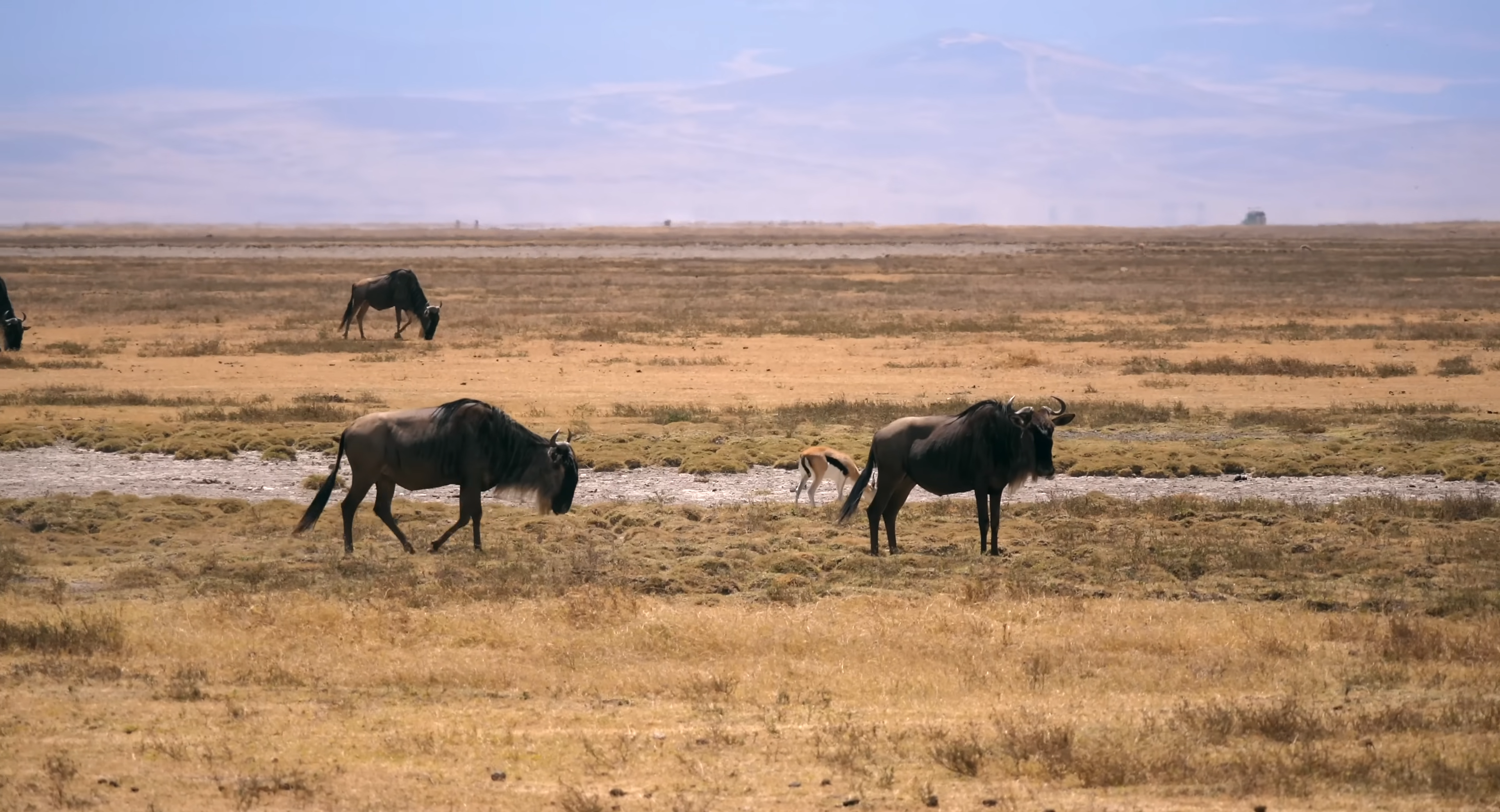 Wildebeest Migration | Serengeti National Park | Masai Mara