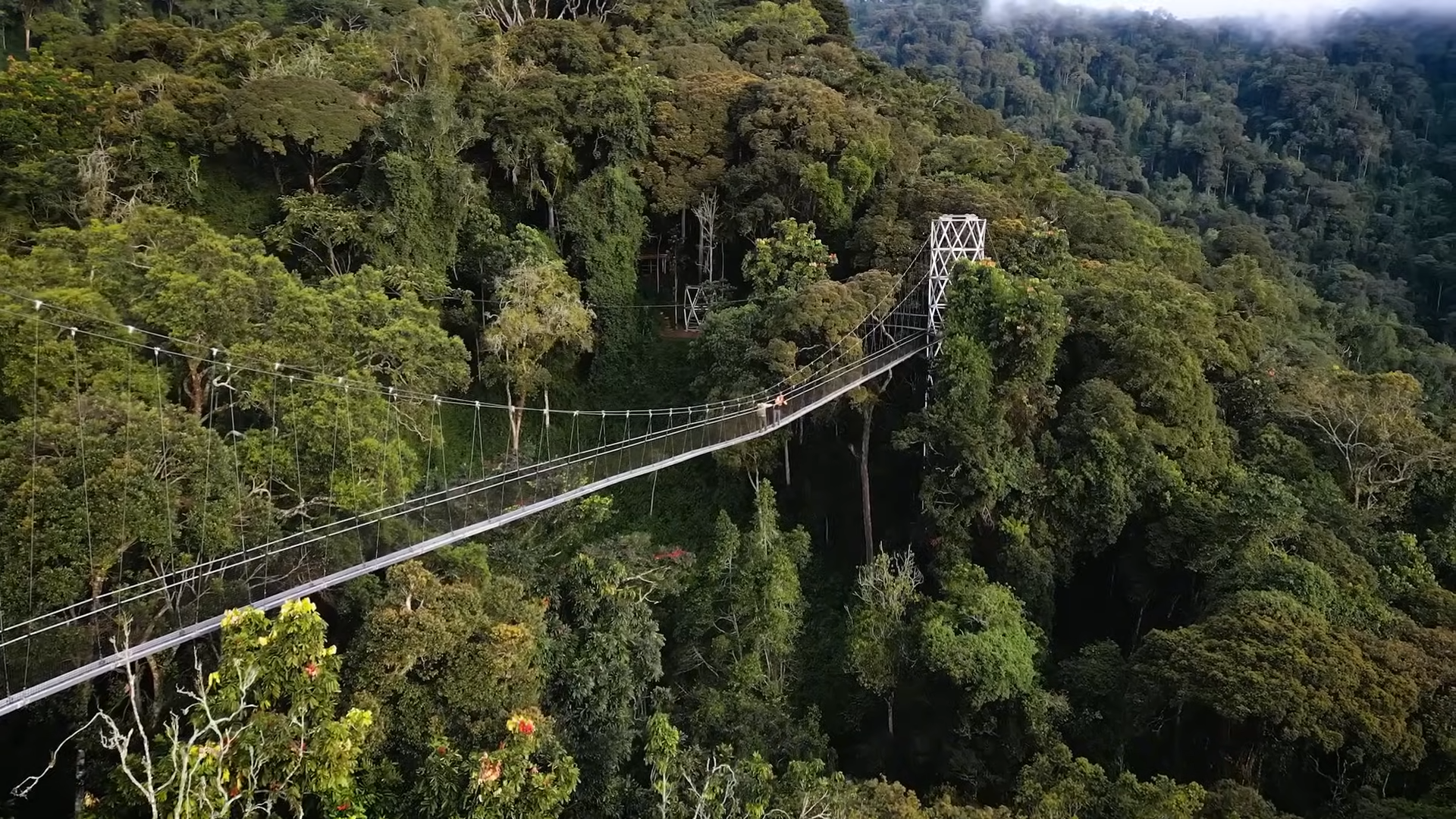 Nyungwe Forest Rwanda Canopy Walk Distance & Fees