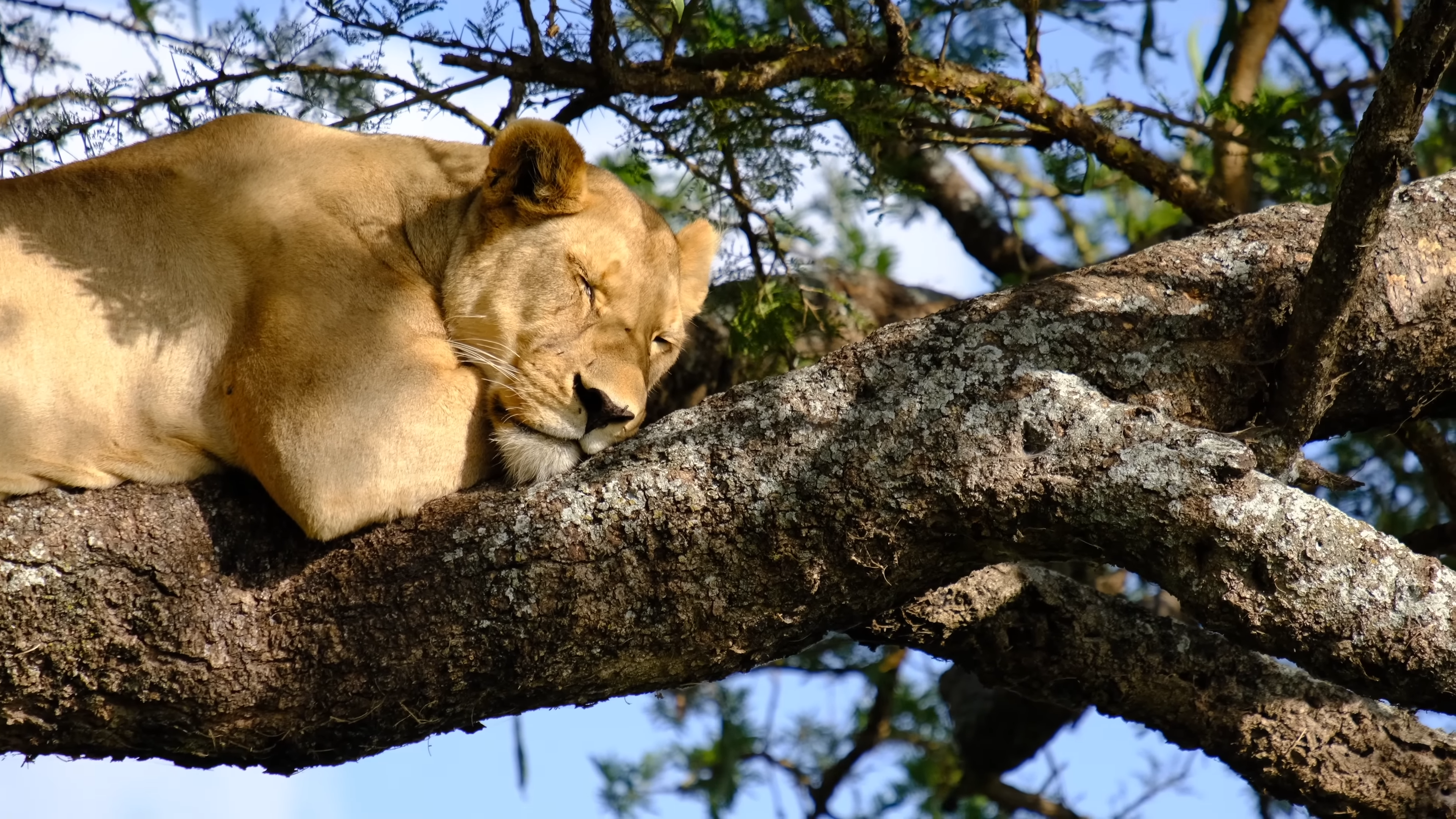 Tree Climbing Lions