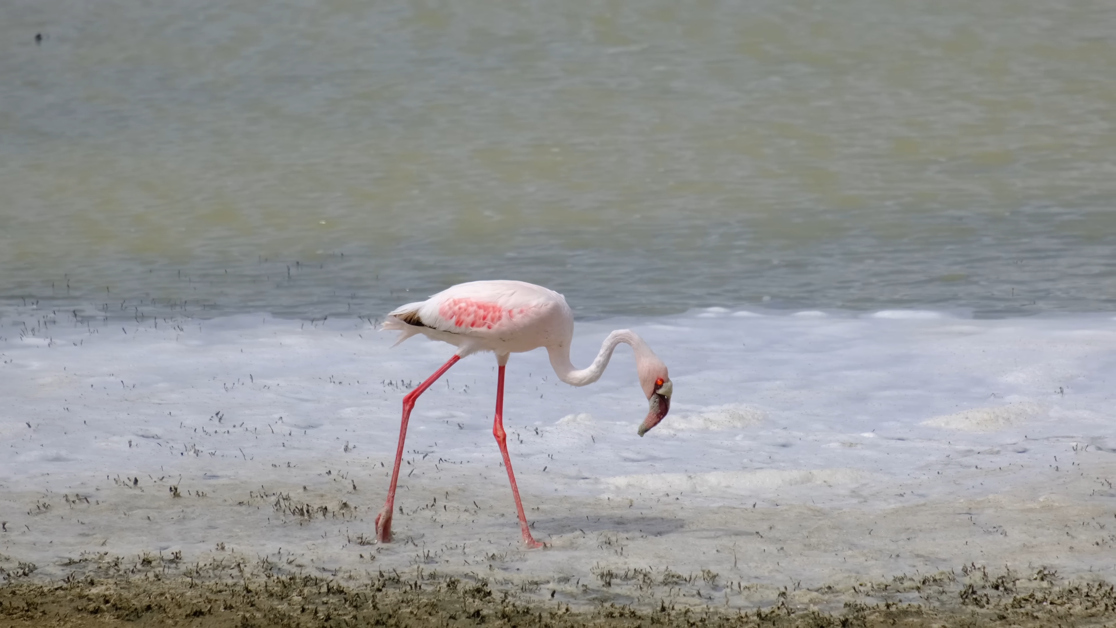 Flamingos|Lake Manyara