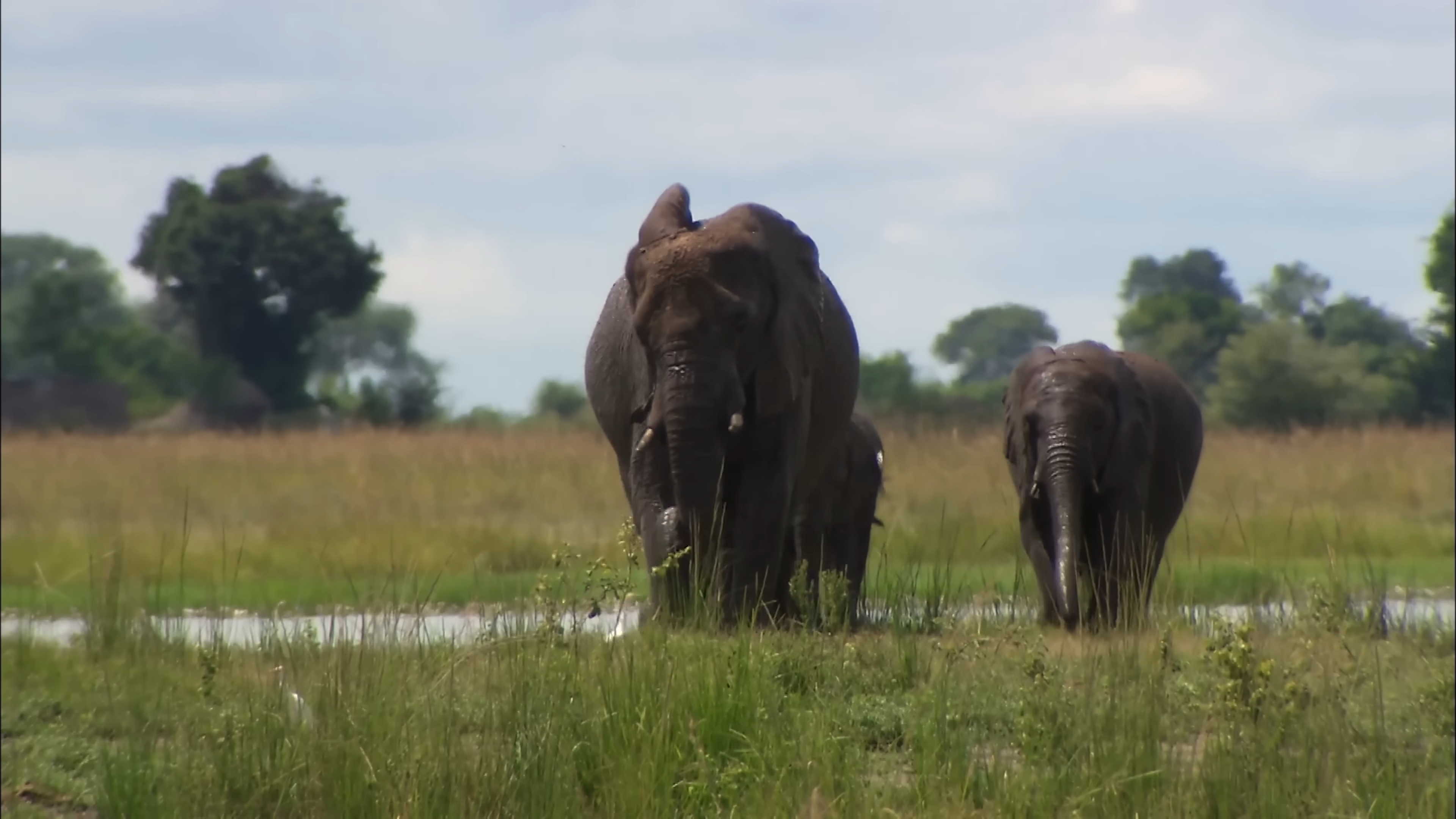 Botswana Wildlife Safari