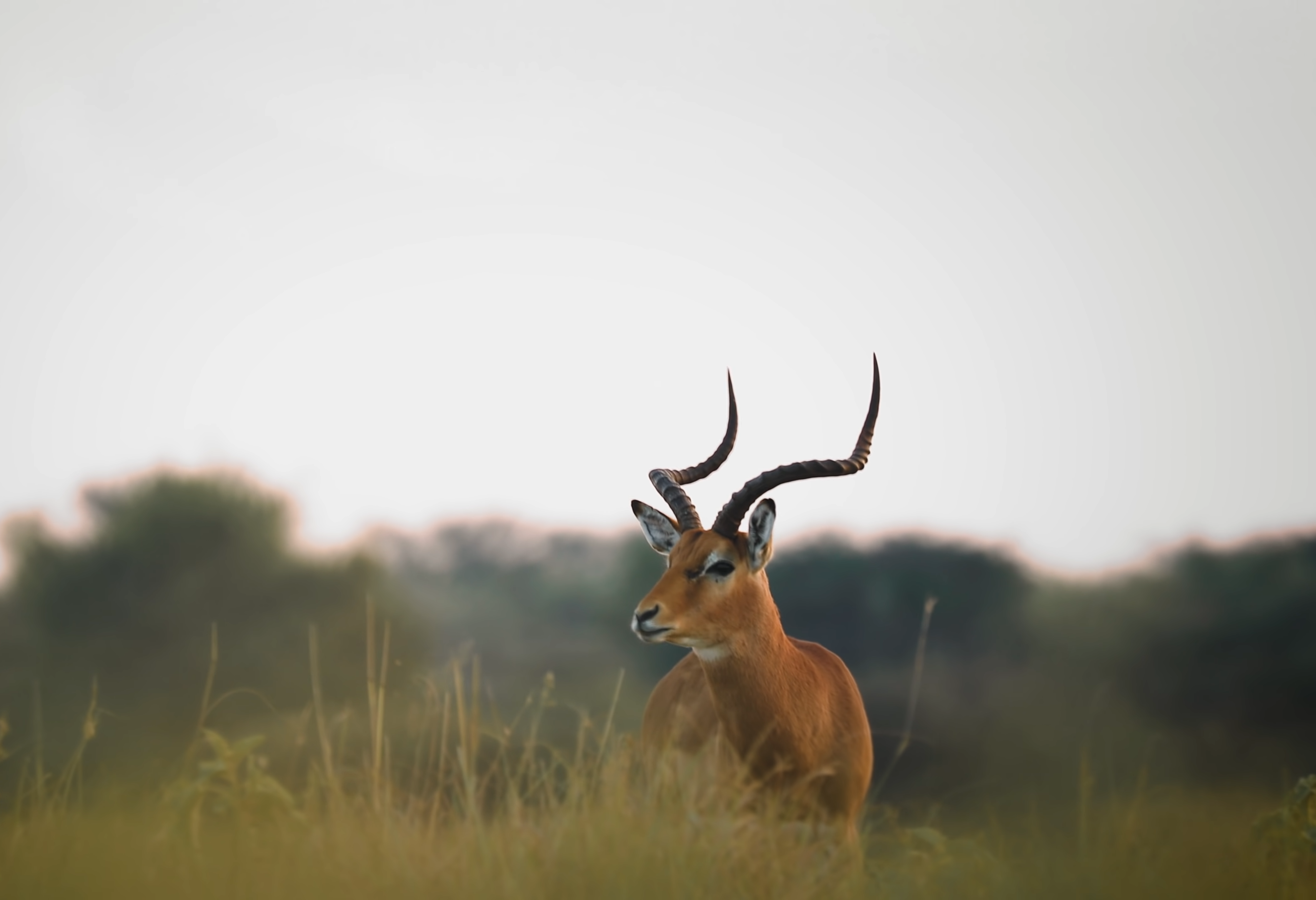 Botswana bucket list Safari|7-day Best of Okavango Delta