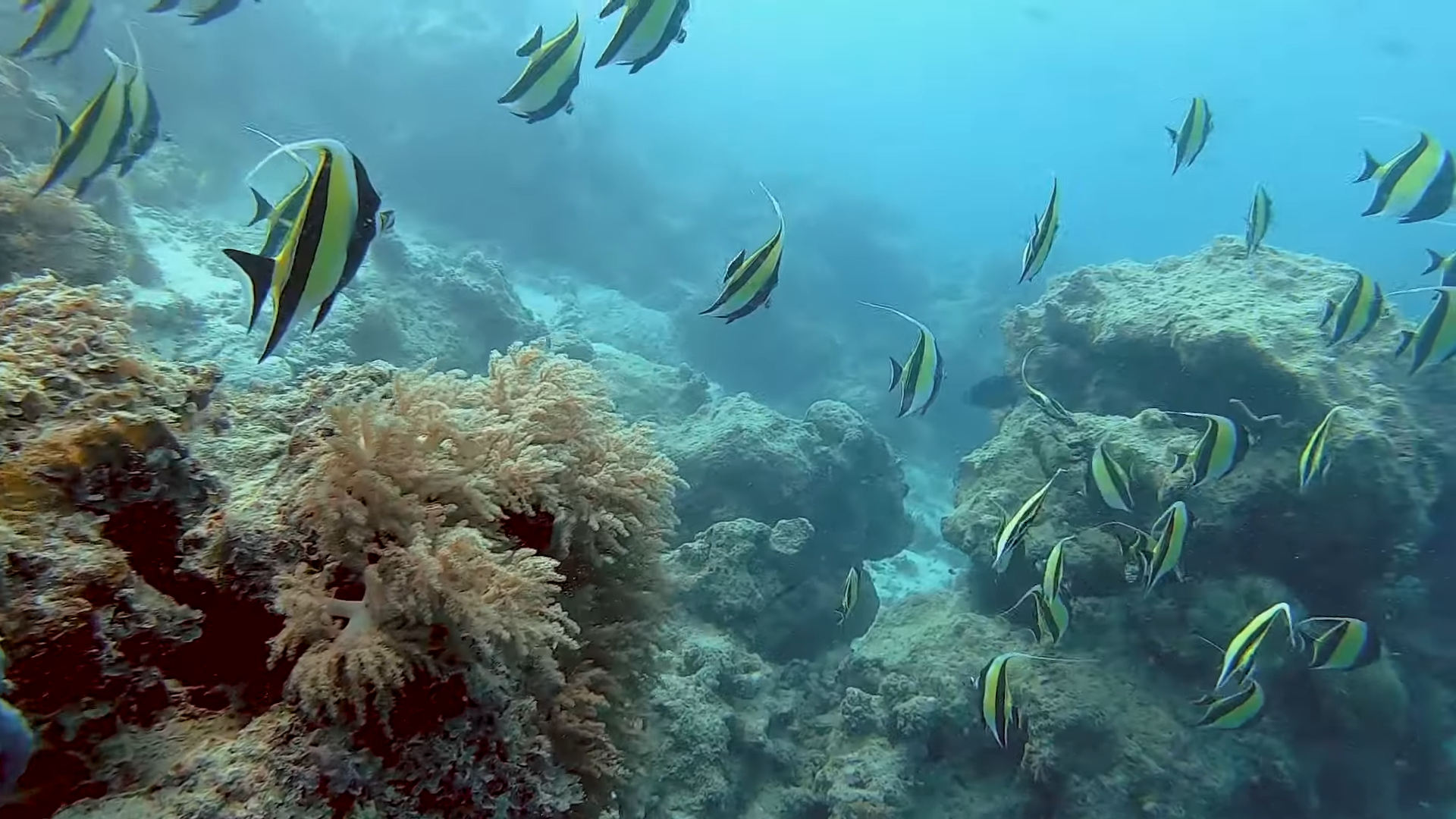 Zanzibar Snorkeling