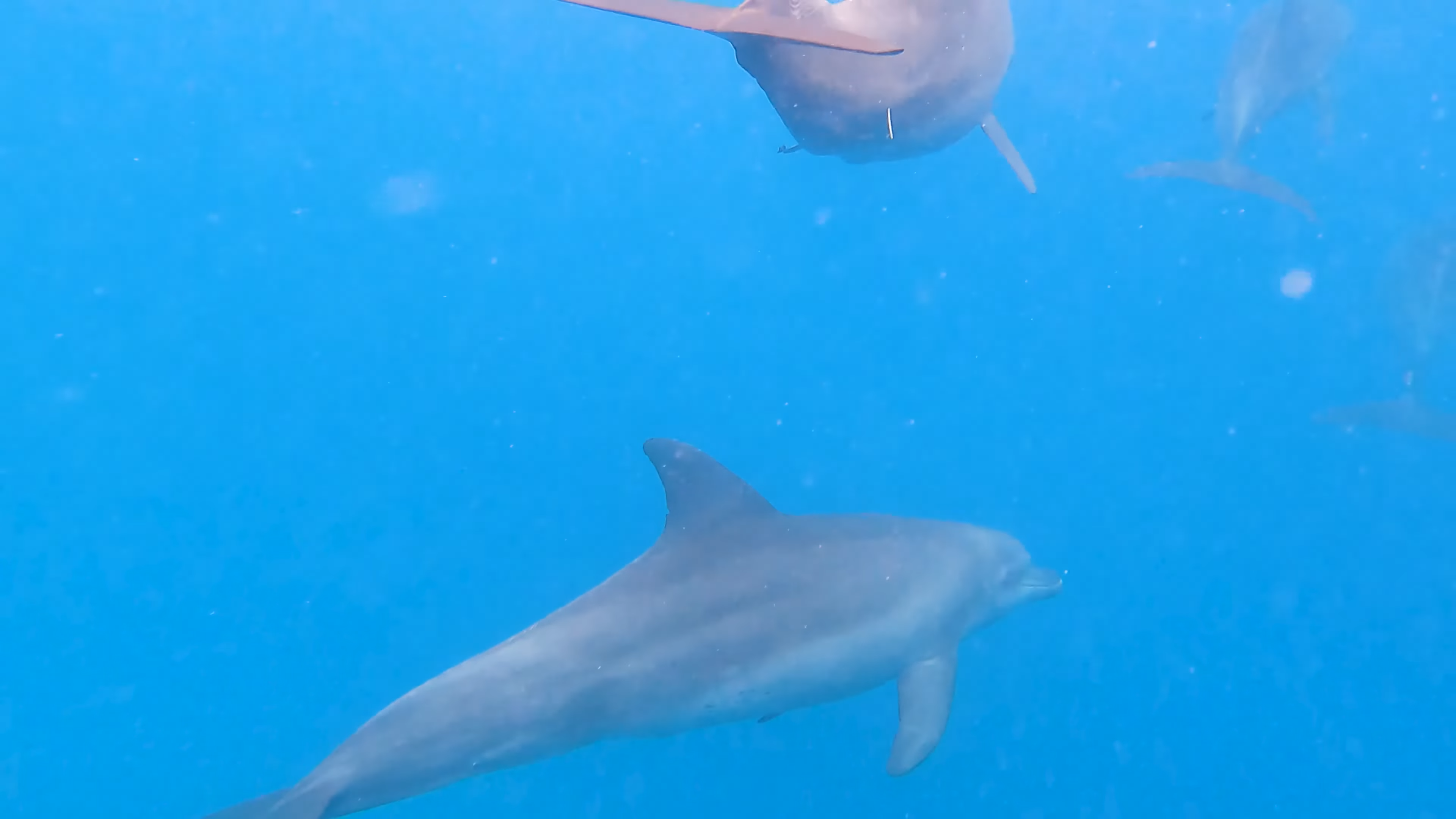 Dolphin Swimming|Zanzibar Snorkeling