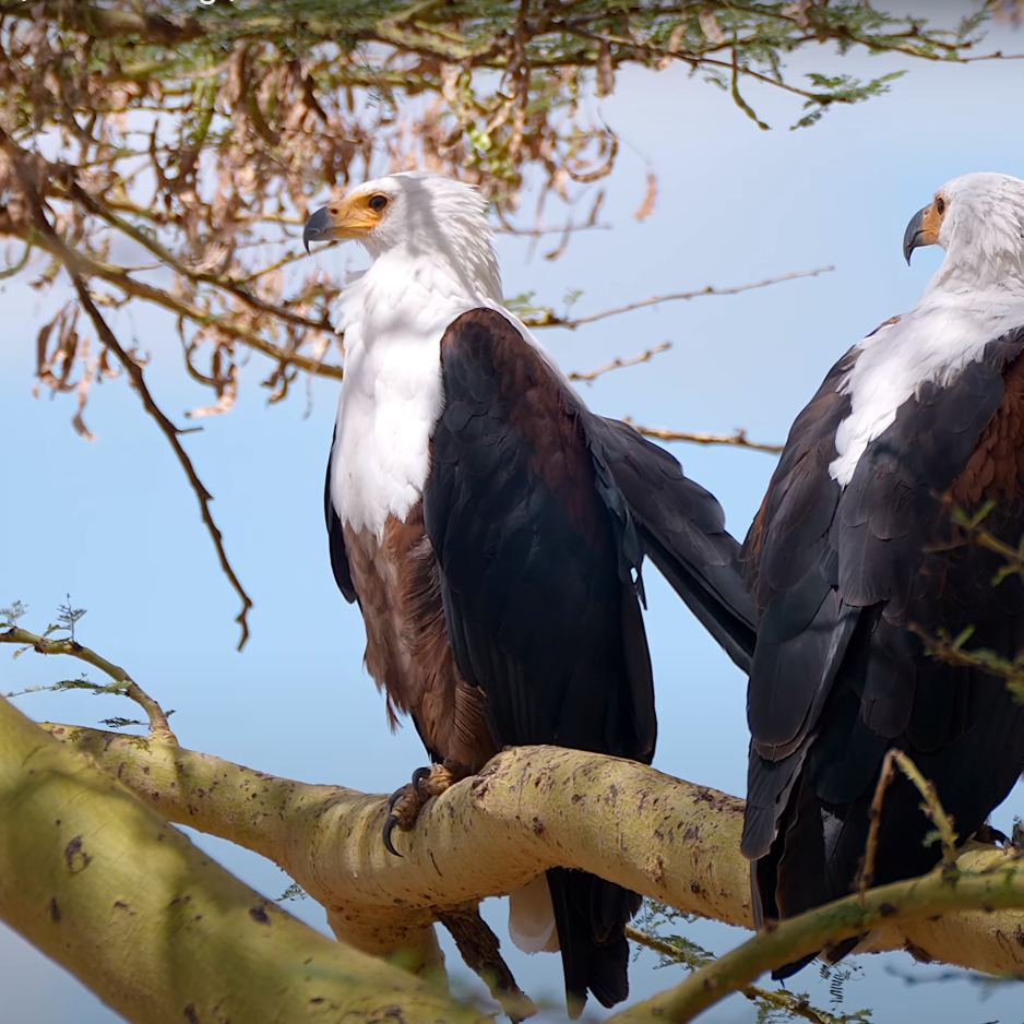 Birding Safari_Eagles_Birdwatching Wildlife_Mtembezi African Safaris Birding Safari_Eagles_Birdwatching Wildlife_Mtembezi African Safaris