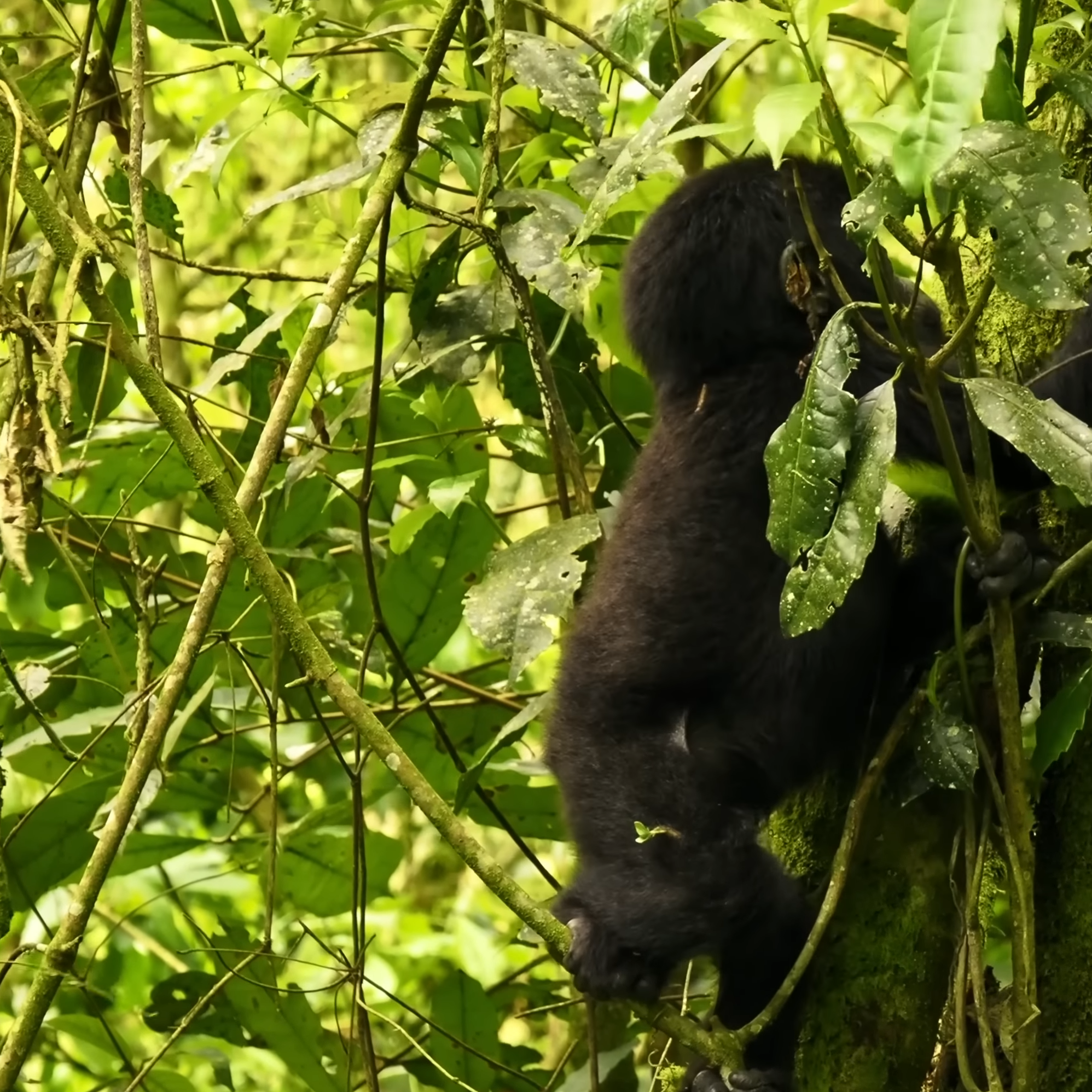 Uganda Gorilla Trekking | Bwindi Impenetrable