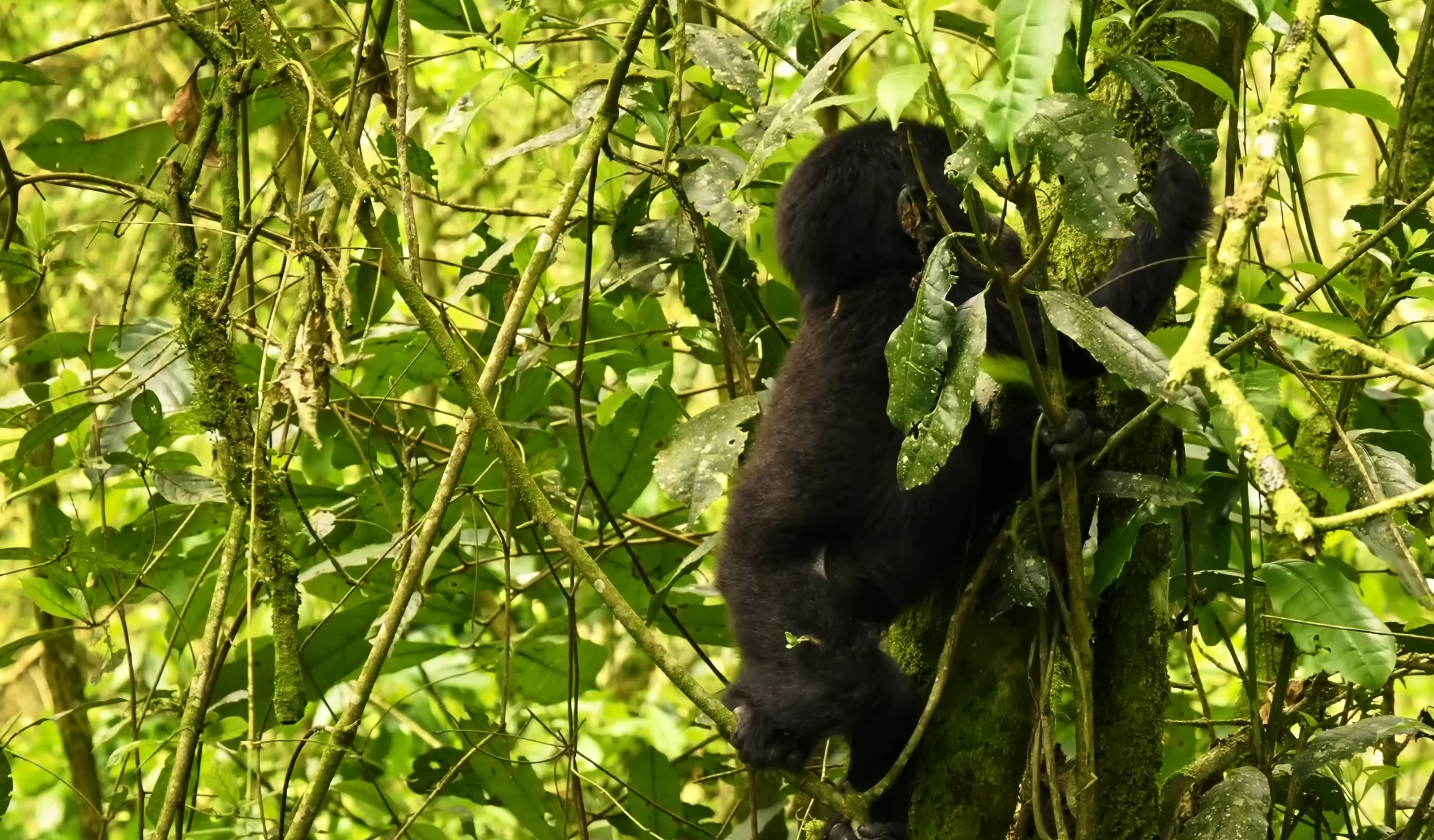 Uganda Gorilla Trekking | Bwindi Impenetrable